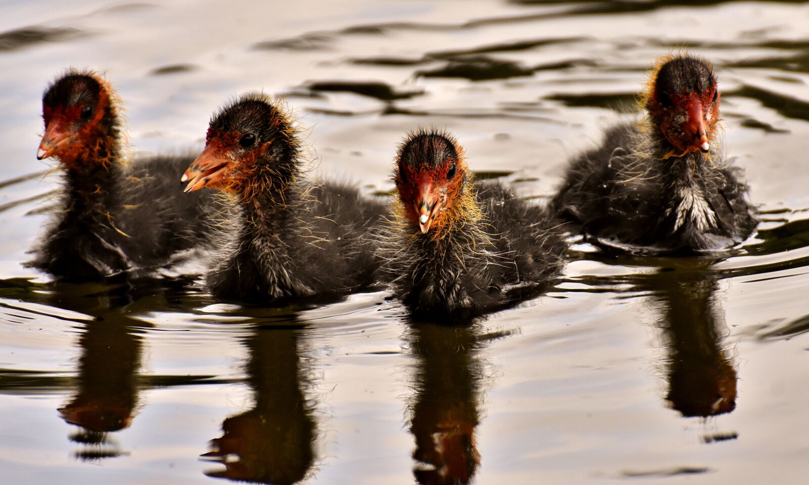 Nikon D7200 sample photo. Coots, chicks, waters photography