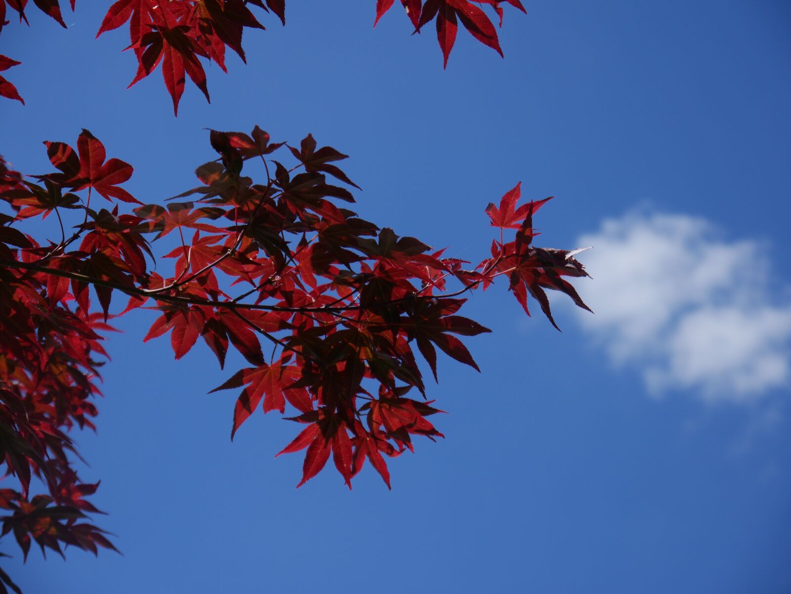 Panasonic DMC-G70 sample photo. Leaves, tree, red leaves photography