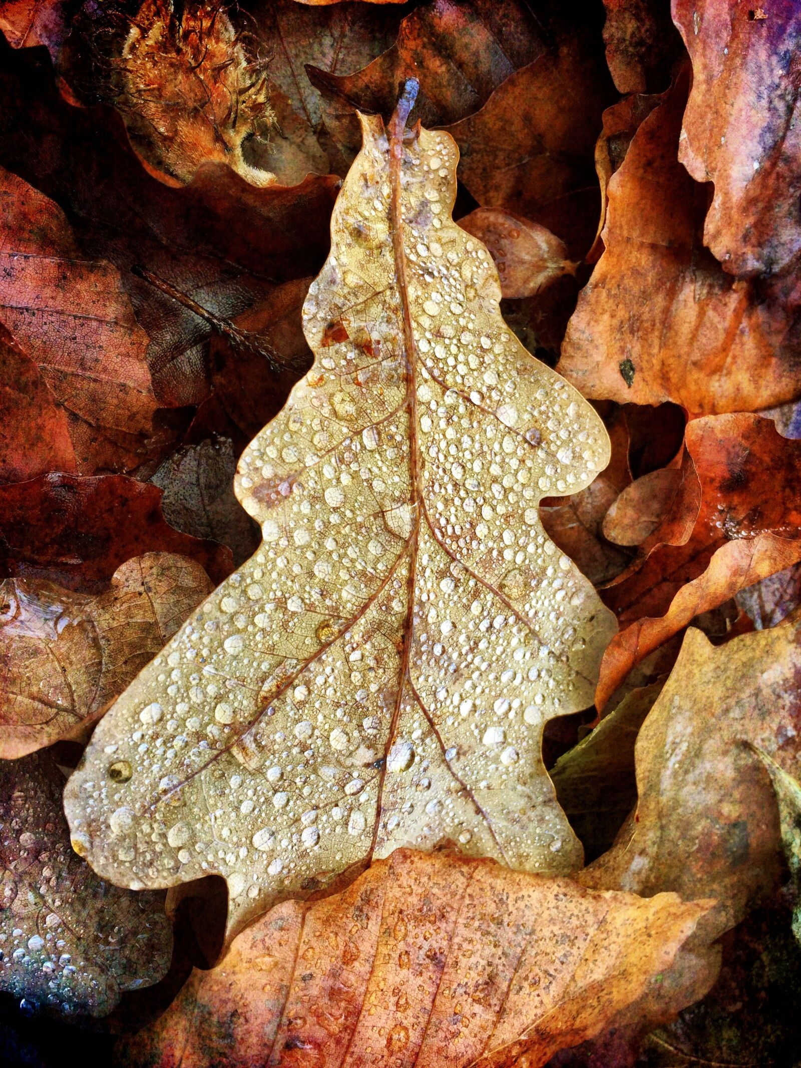 Apple iPhone 6 sample photo. Leaves, fall foliage, autumn photography