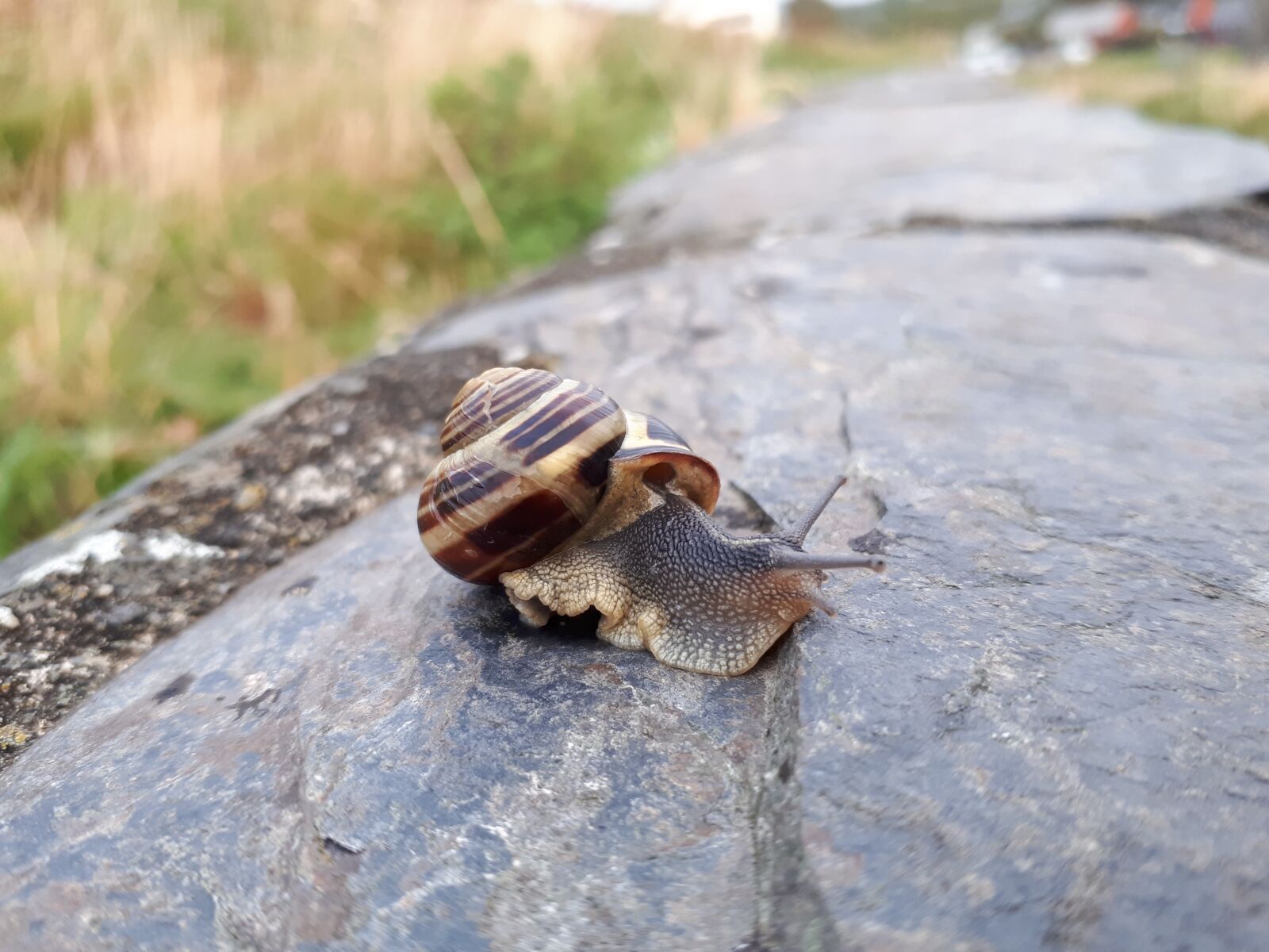Samsung Galaxy A5(2017) sample photo. Snail, insect, wildlife photography