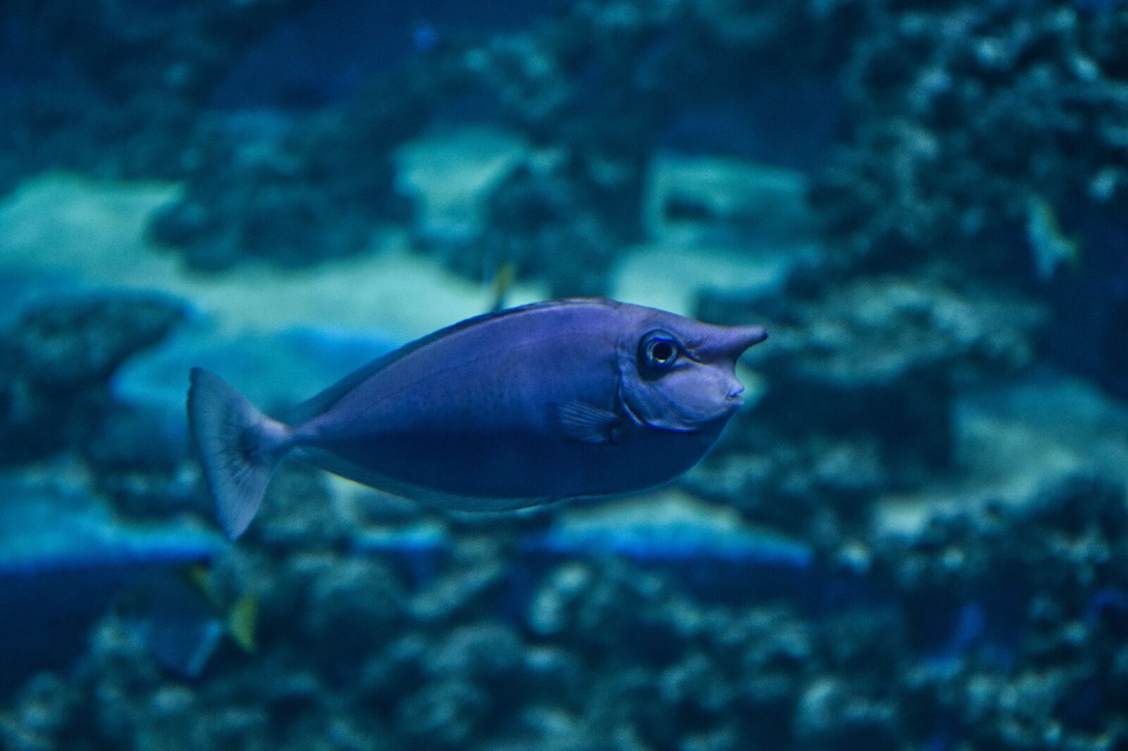 Nikon D7500 sample photo. Fish, water, aquarium photography