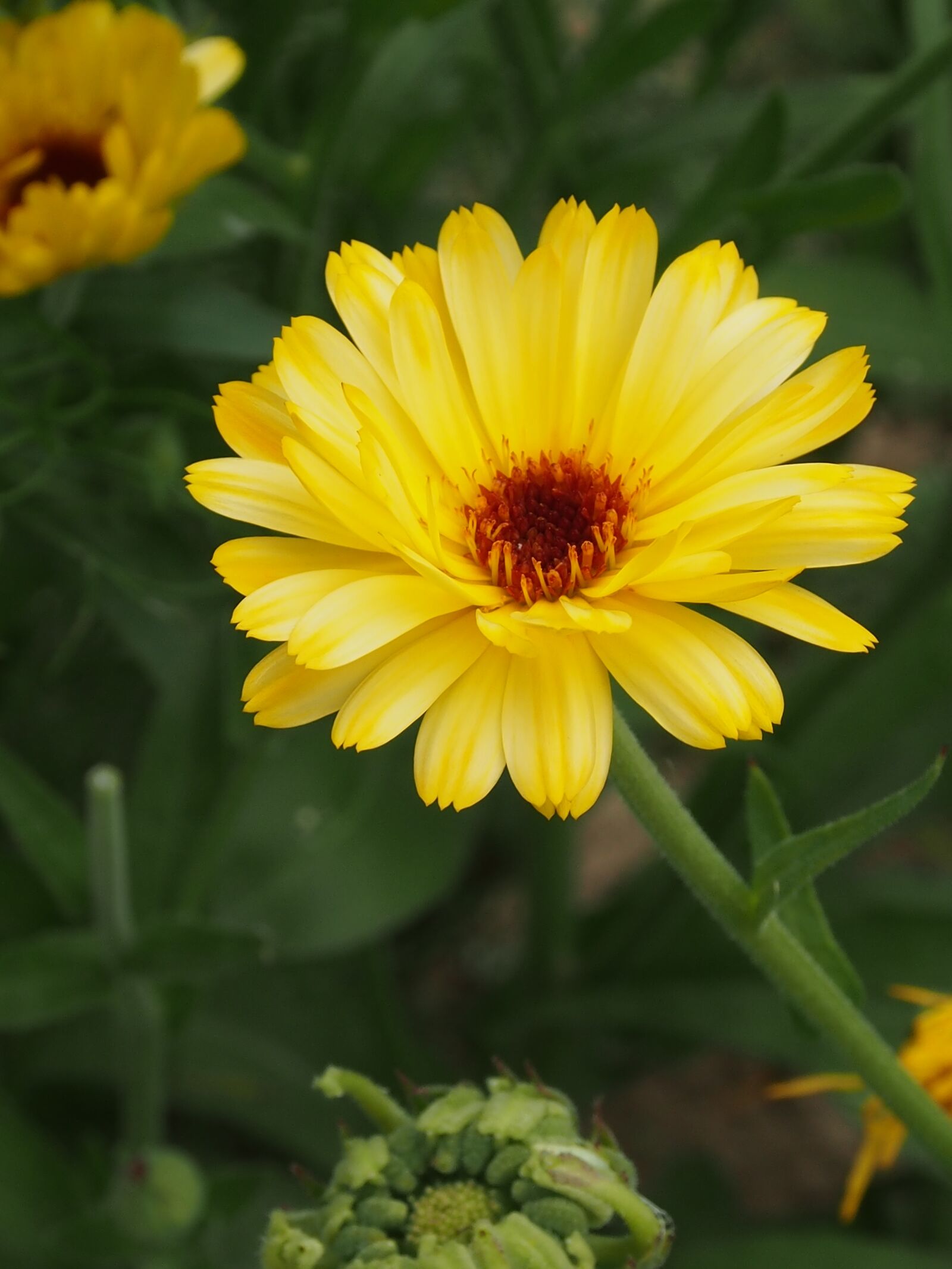 Olympus OM-D E-M5 sample photo. Nature, flower, summer photography