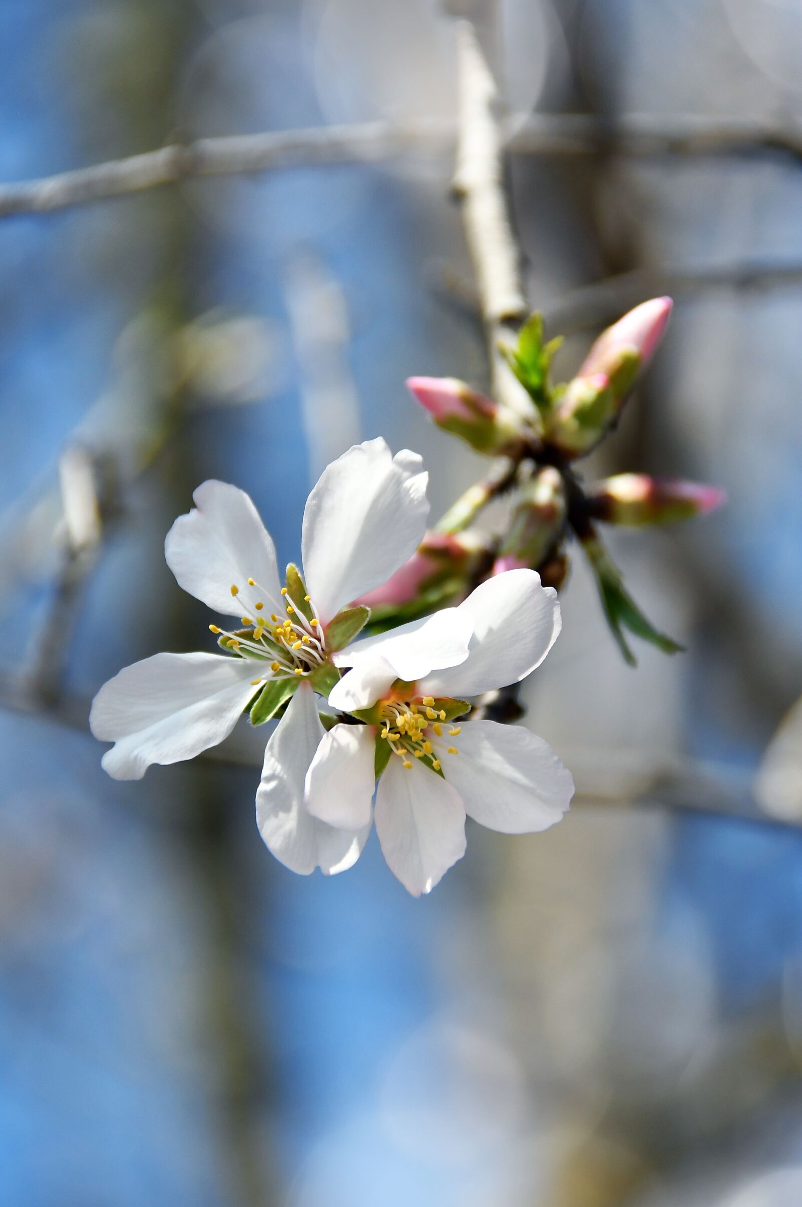 Nikon D3200 sample photo. Spring, apple flower, bloom photography