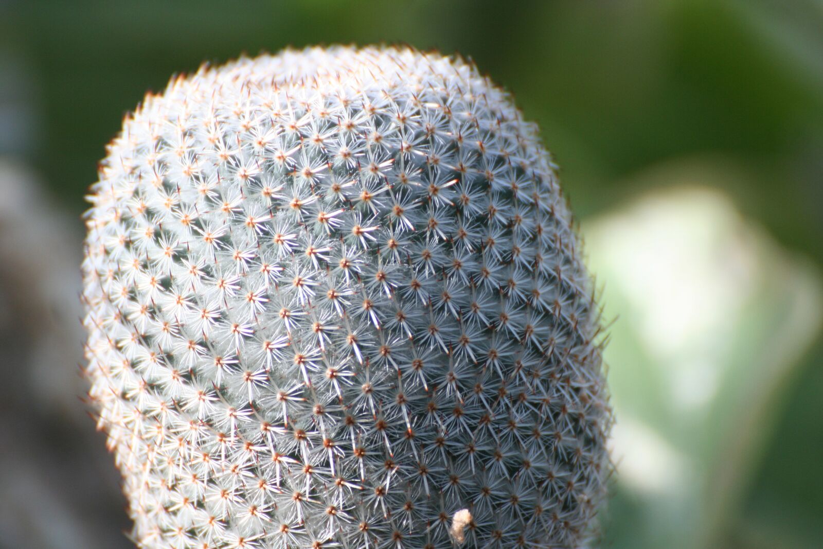 Canon EOS 350D (EOS Digital Rebel XT / EOS Kiss Digital N) sample photo. Cactus, succulent, nature photography