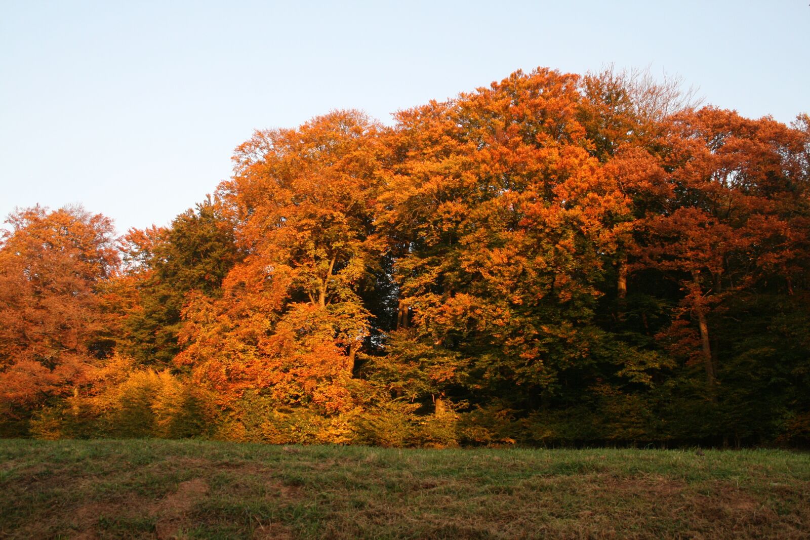 Canon EOS 400D (EOS Digital Rebel XTi / EOS Kiss Digital X) sample photo. Autumn, forest, autumn colours photography