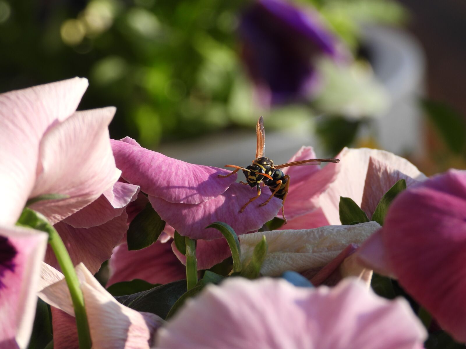 Nikon Coolpix P1000 sample photo. Pansies, bee, spring photography