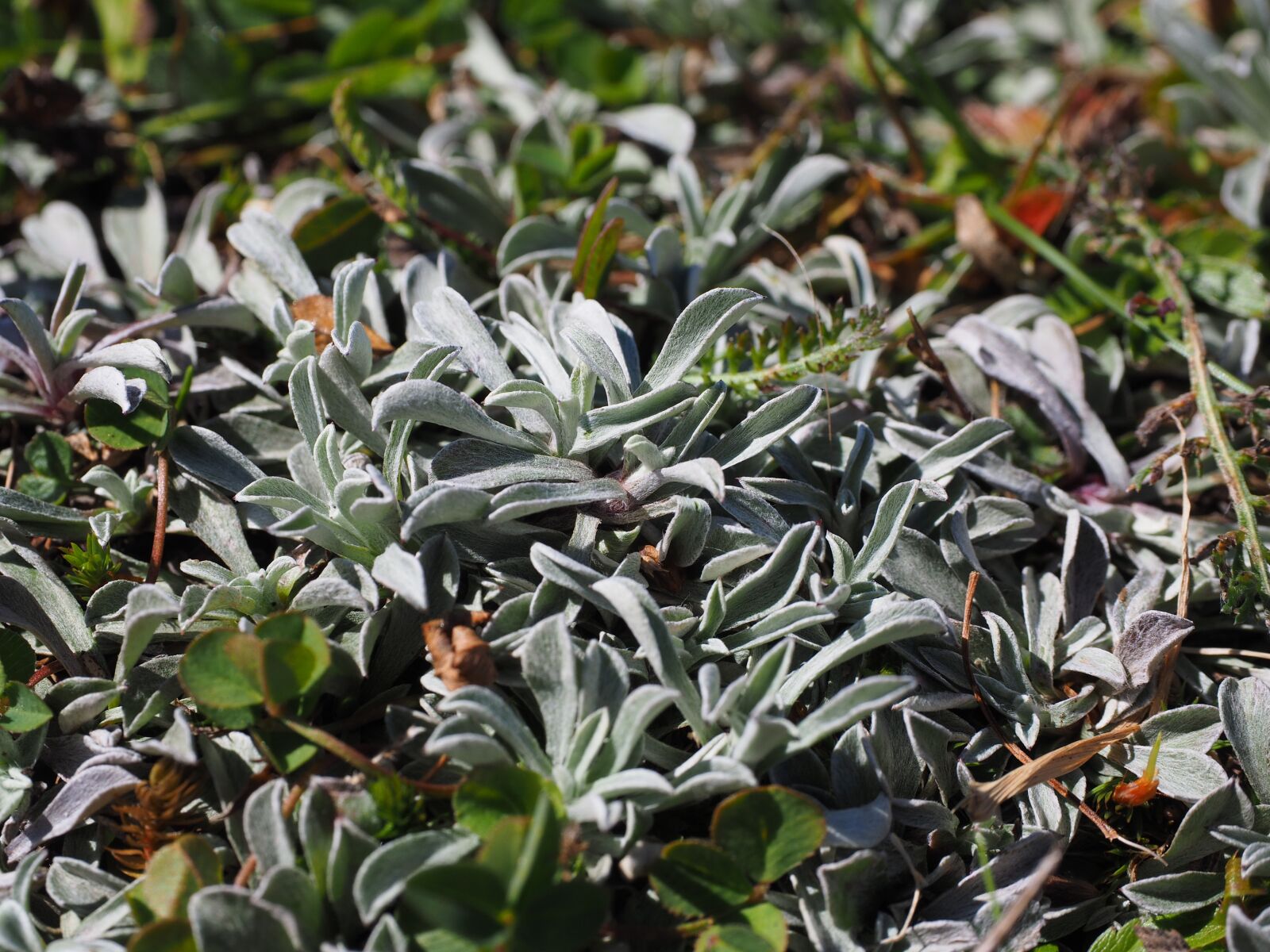 Olympus OM-D E-M1 + Olympus M.Zuiko Digital ED 12-40mm F2.8 Pro sample photo. Leaves, silvery, white photography