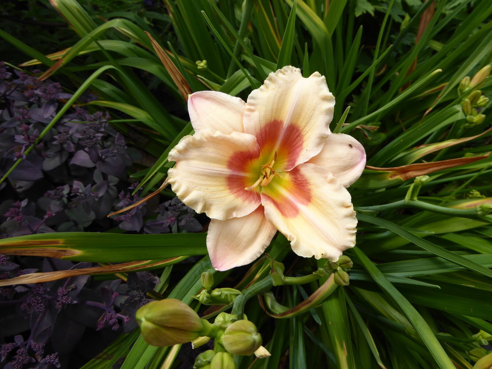 Panasonic DMC-TZ61 sample photo. Lily, yellow, pink photography