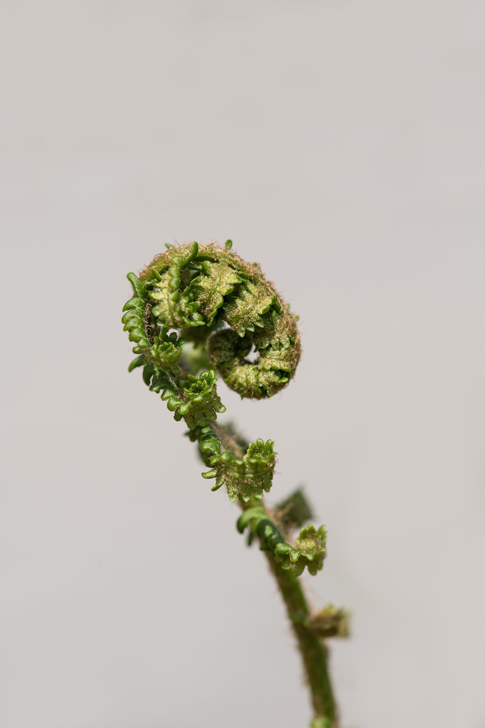 Nikon D750 sample photo. Fern, young fern, green photography