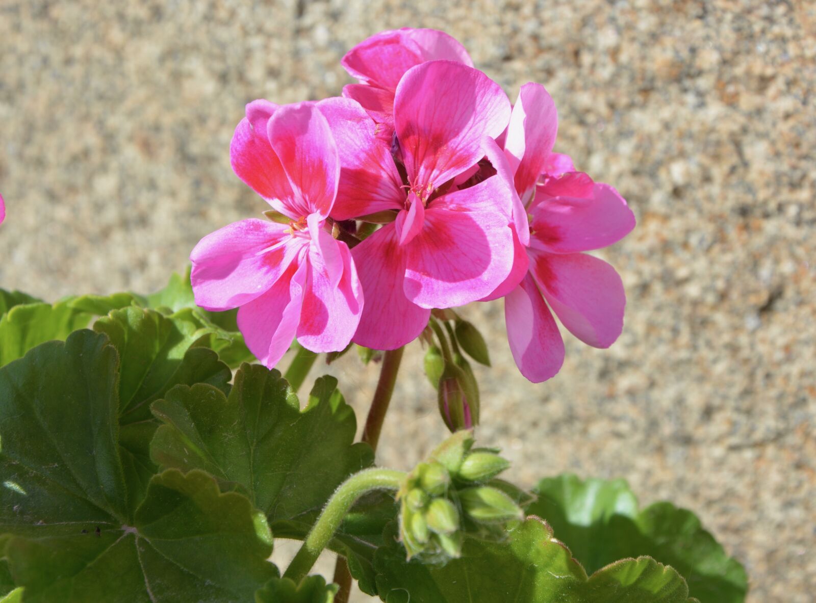 Nikon D5200 sample photo. Flower of geranium, pink photography
