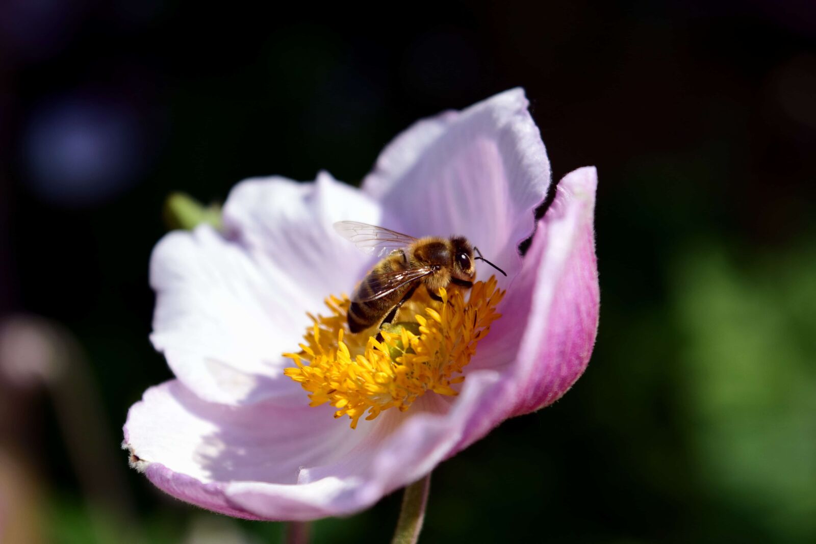 Nikon D3300 sample photo. Bee, nature, flower, summer photography