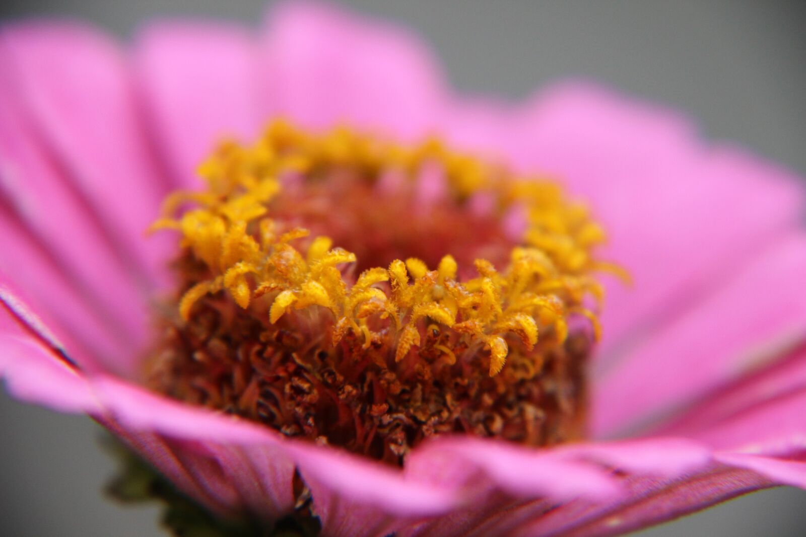Canon EF-S 18-135mm F3.5-5.6 IS sample photo. Flower, macro, flora photography