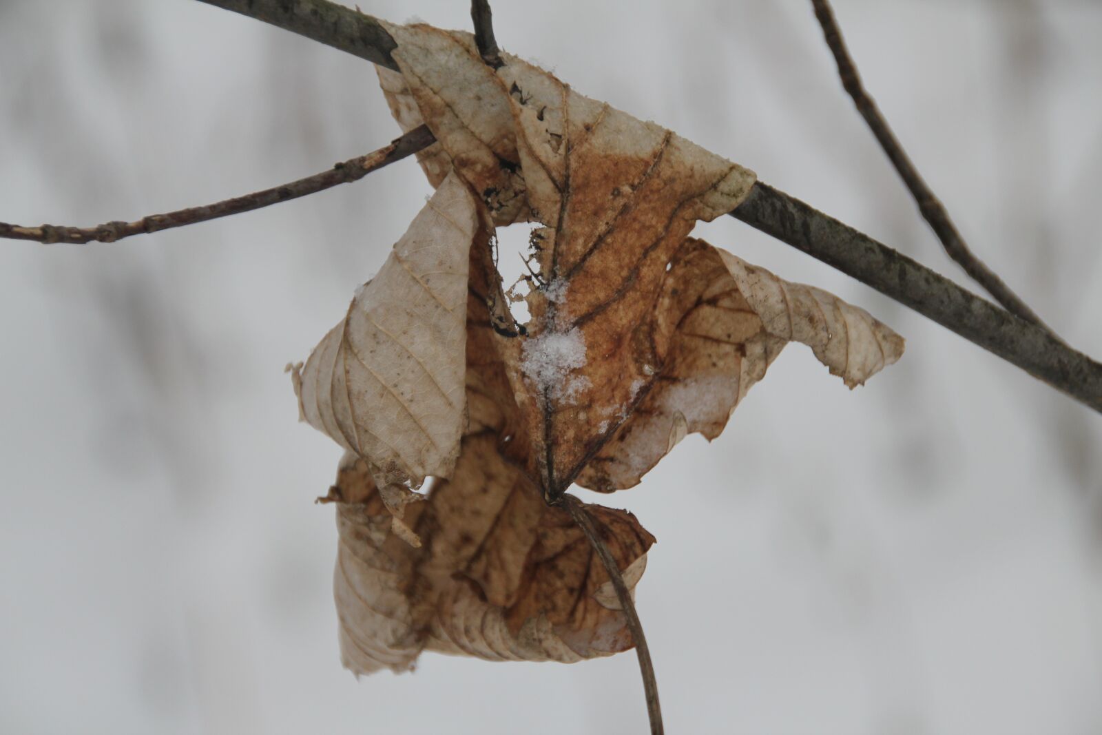 Canon EOS 550D (EOS Rebel T2i / EOS Kiss X4) sample photo. Leaf, winter, snow photography