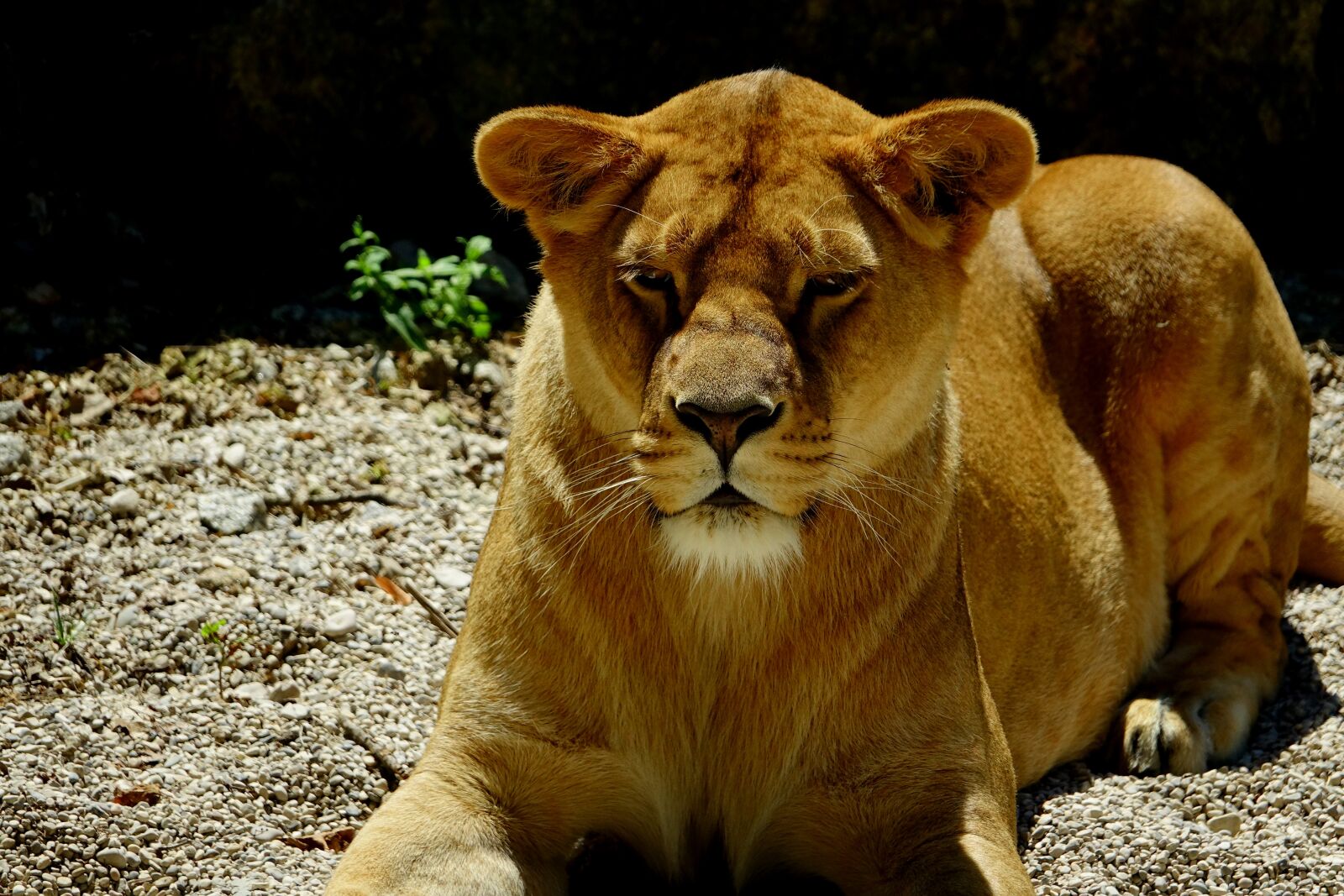 Sony Cyber-shot DSC-RX10 III sample photo. Mammal, lioness, animal photography
