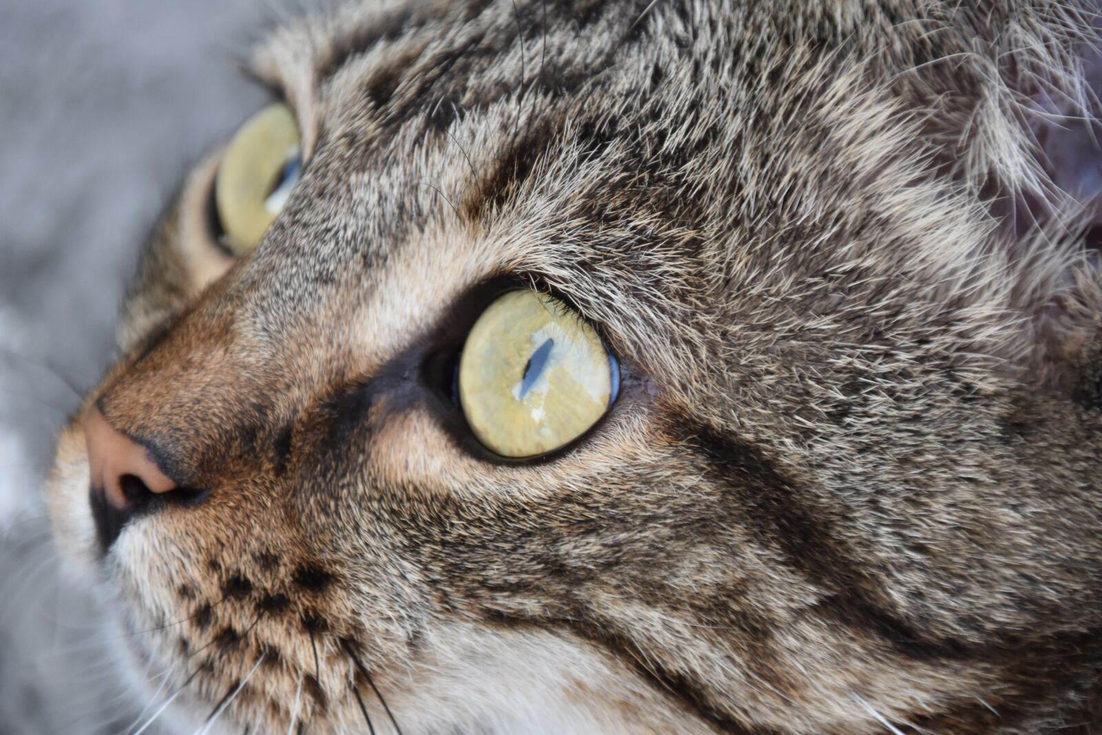 Nikon D5600 sample photo. Cat, sweet, dear photography