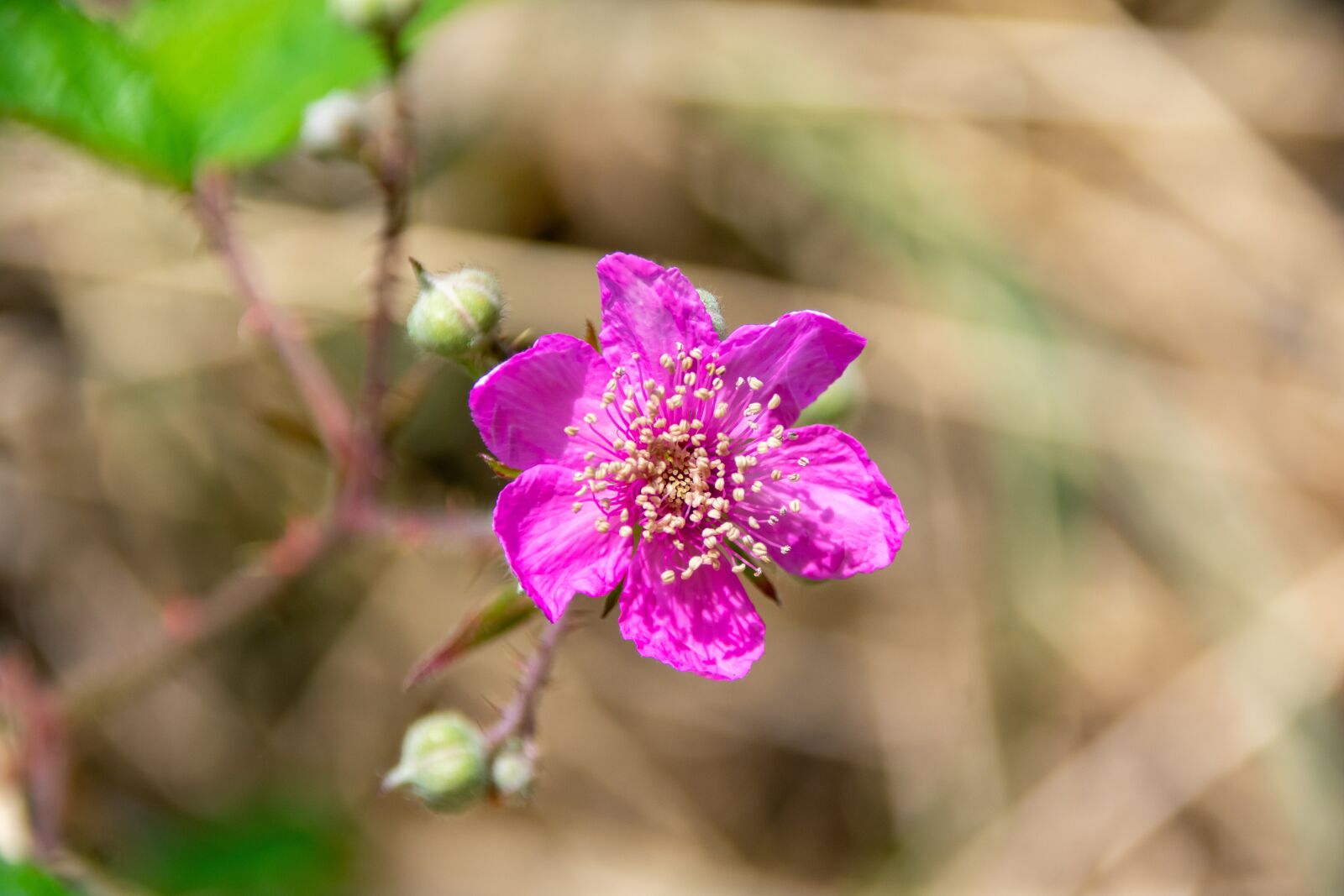 Nikon D3400 sample photo. Blossom, bloom, pink photography