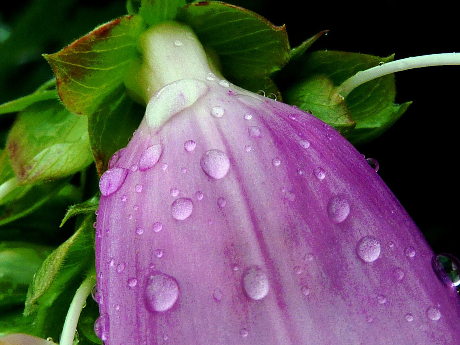 Panasonic DMC-TZ7 sample photo. Bellflower, purple, flower photography