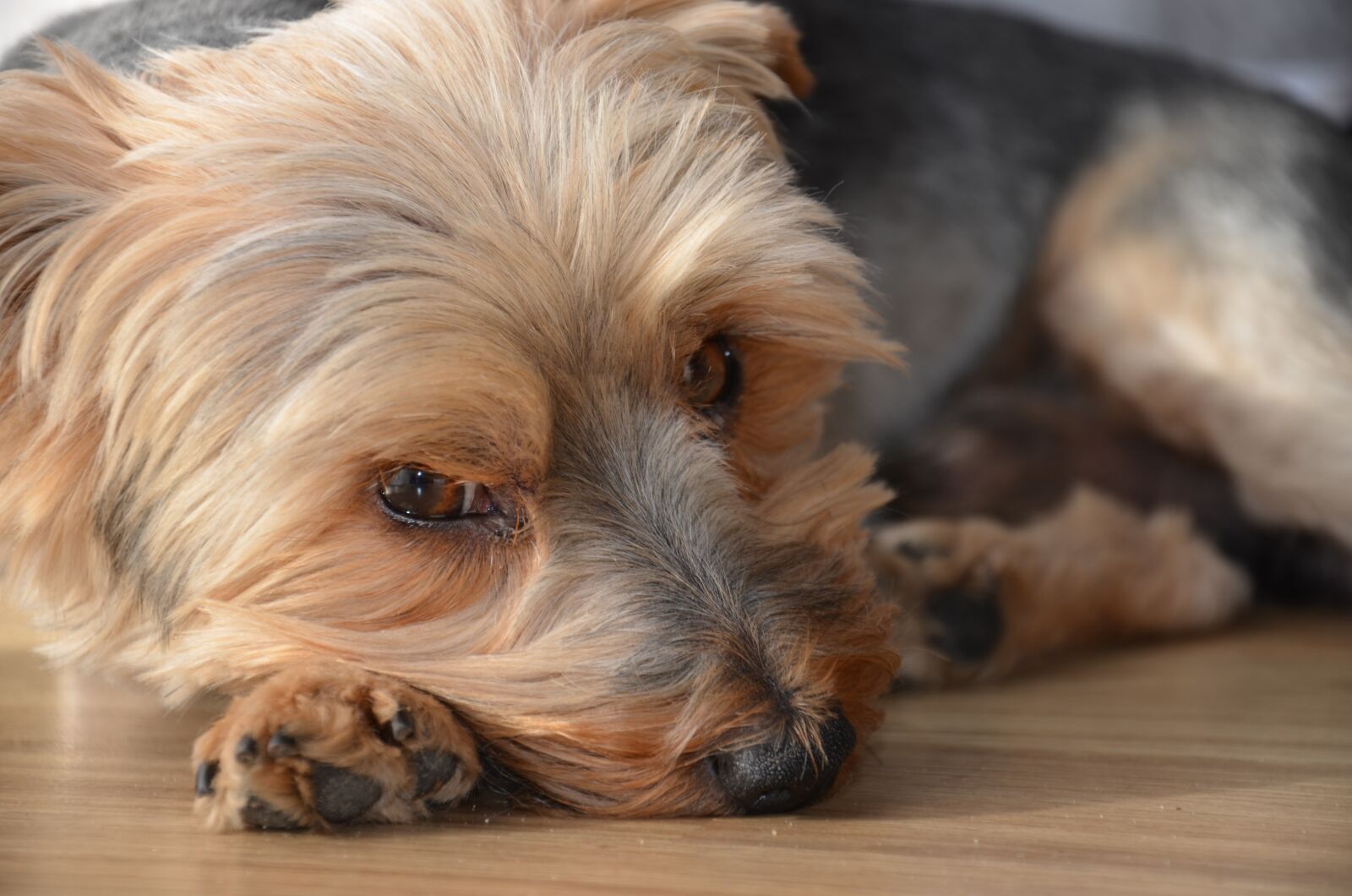 Nikon D7000 sample photo. Dog, sad, eyes photography