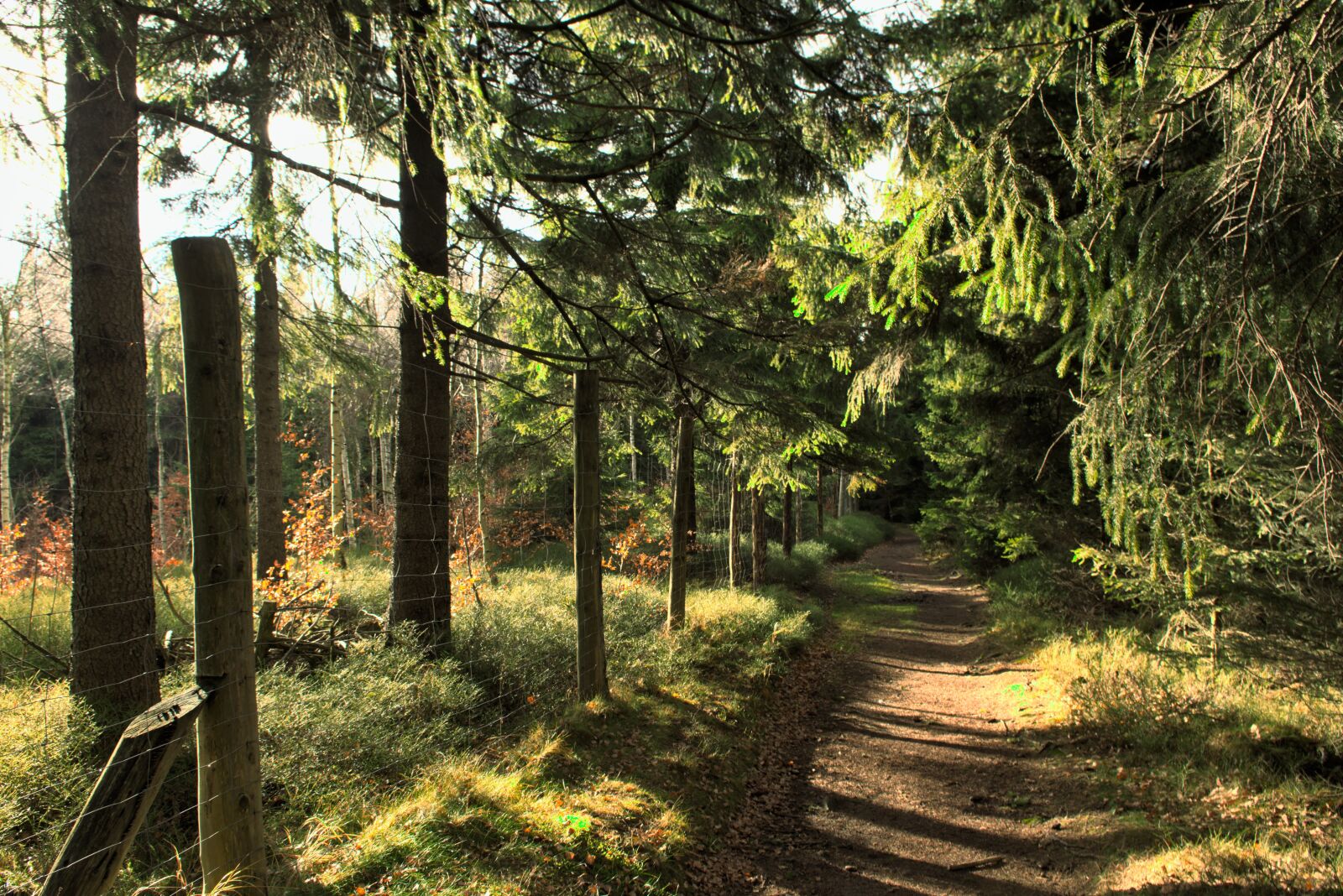 Nikon D7200 sample photo. Forest, way, mood photography