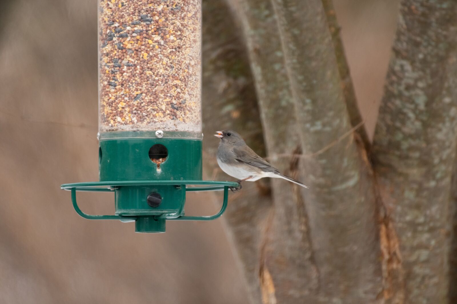 Nikon D500 sample photo. Bird feeder, backyard, wildlife photography