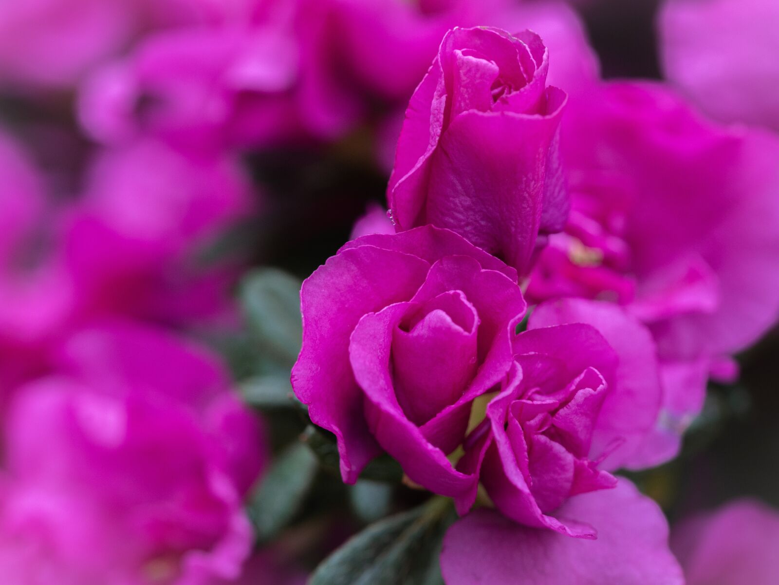 Panasonic DMC-G81 sample photo. Flower, petals, plant photography