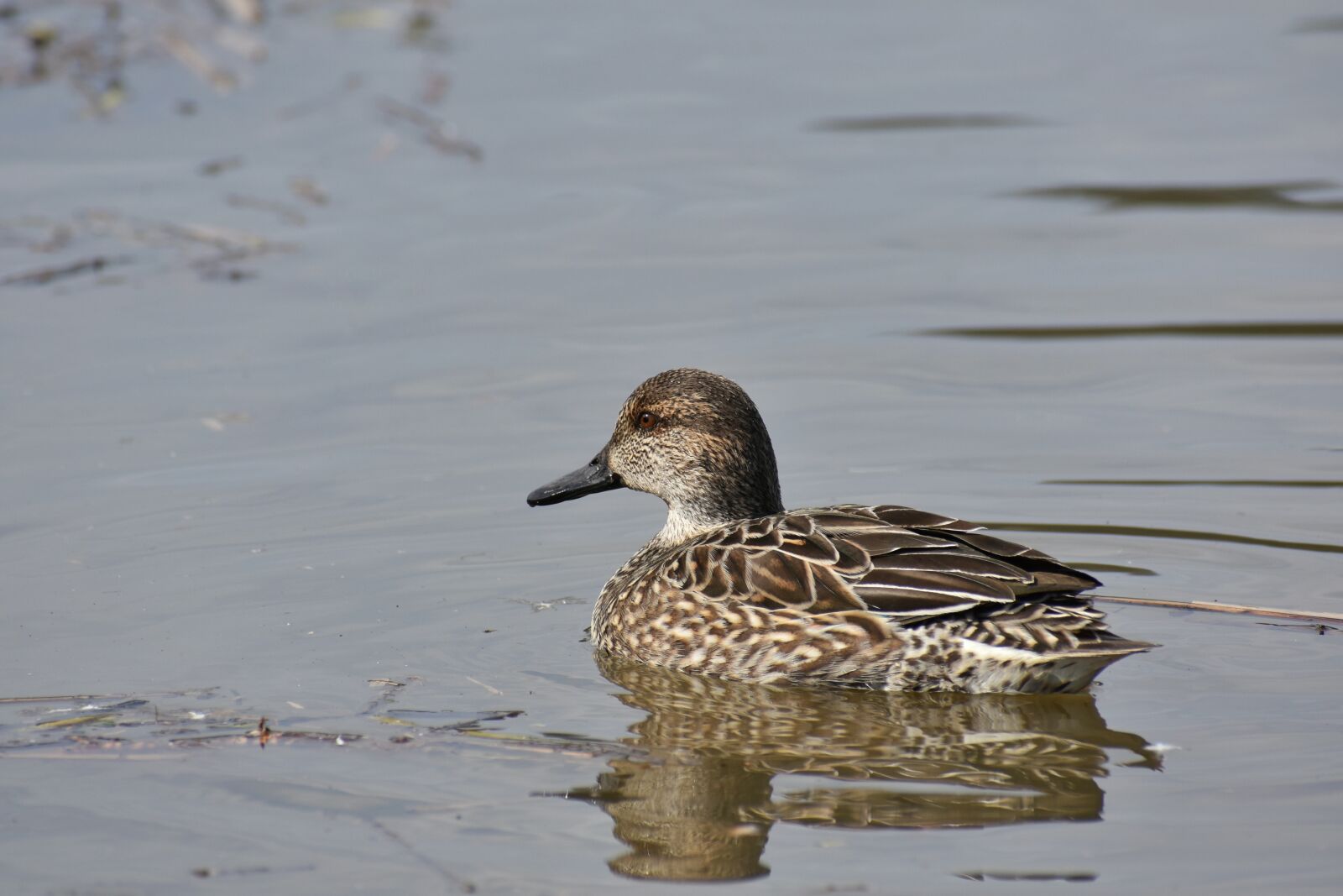 Nikon D7200 sample photo. Animal, lake, waterside photography