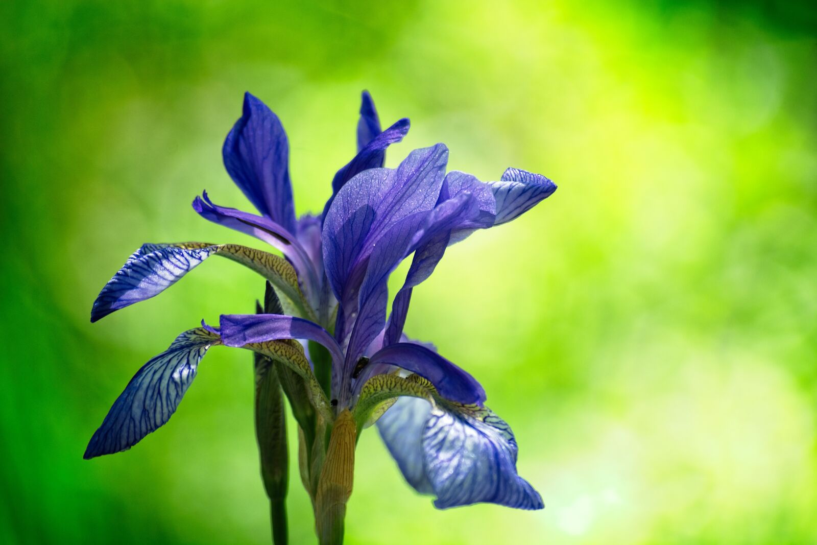 Nikon D7100 sample photo. Siberian schwertlilie, iris sibirica photography