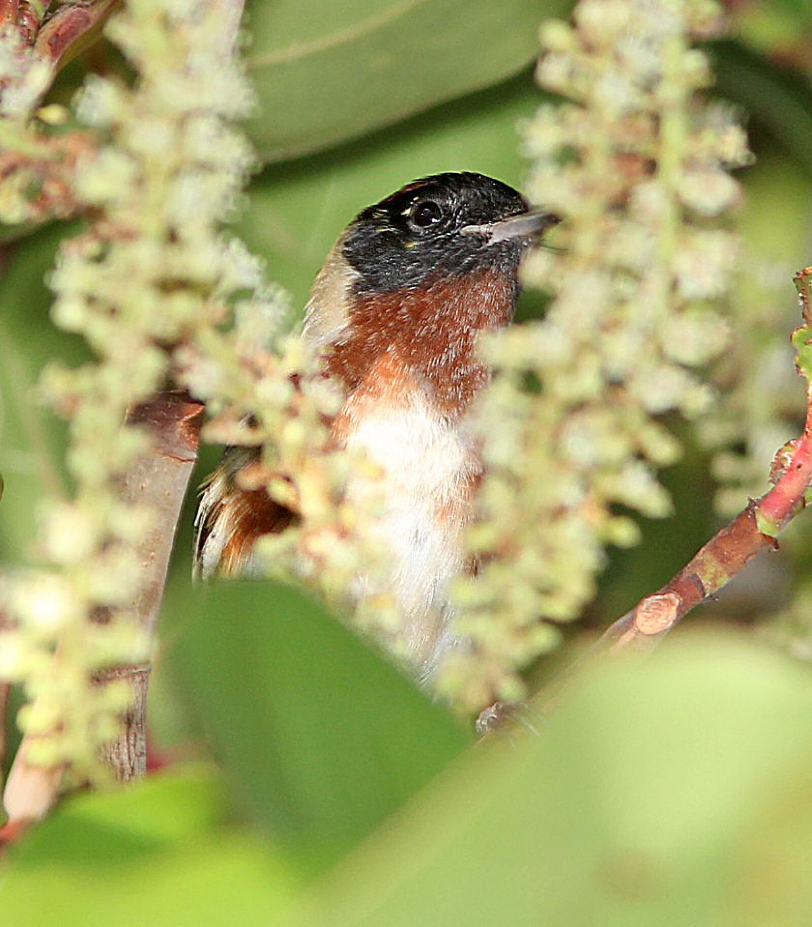 Canon EF 300mm F4L IS USM sample photo