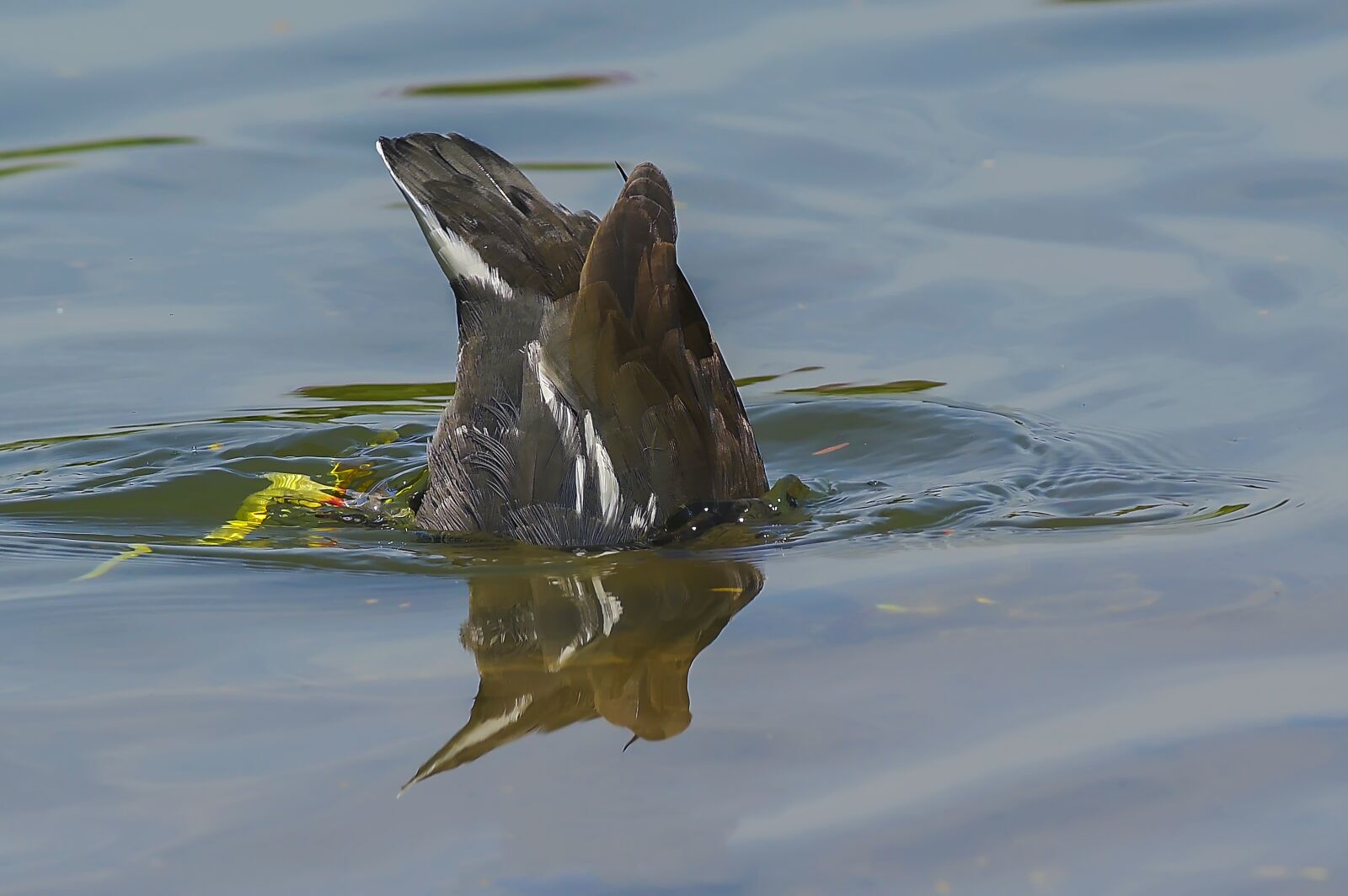 Nikon D500 sample photo. Body of water, wildlife photography