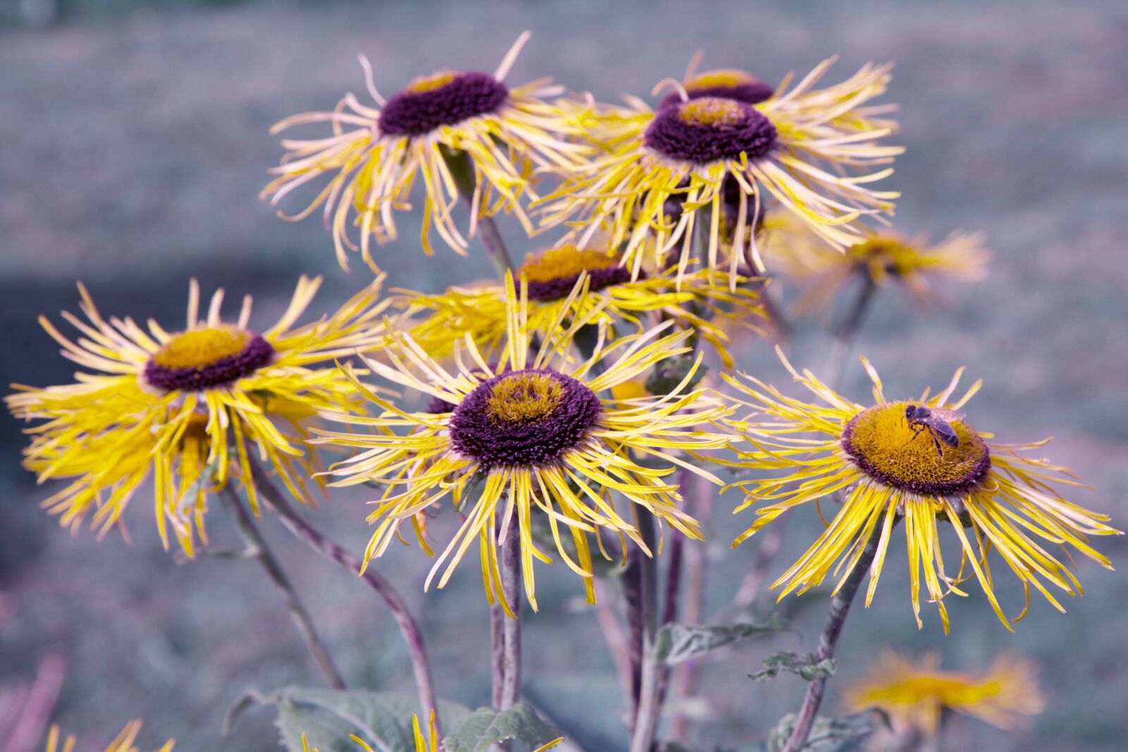 Canon EOS 70D sample photo. Rudbeckia, flower, bee photography