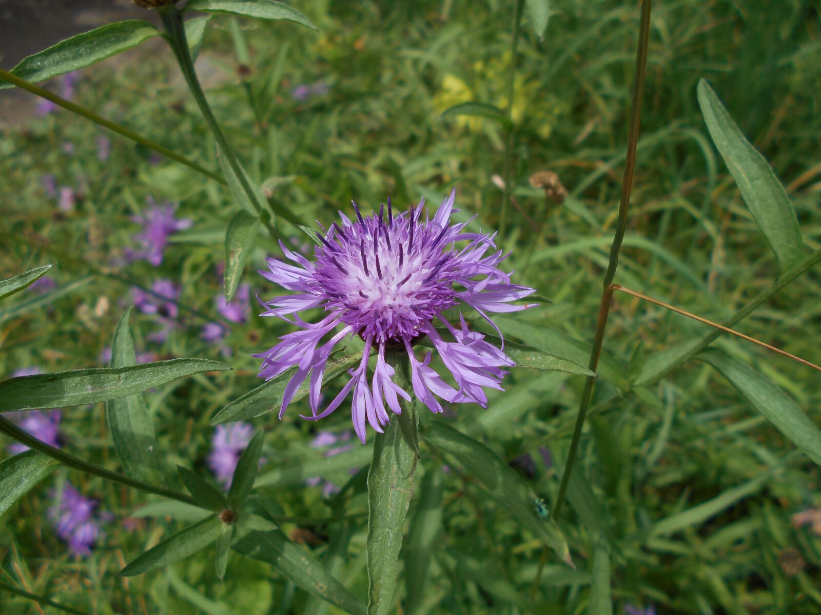 Nikon COOLPIX S2800 sample photo. Centaurea cyanus, flower, purple photography