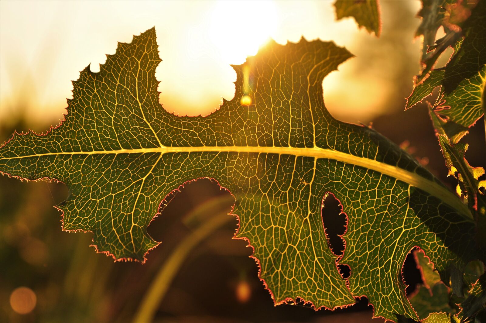 Nikon D90 sample photo. Leaf, celle, green photography