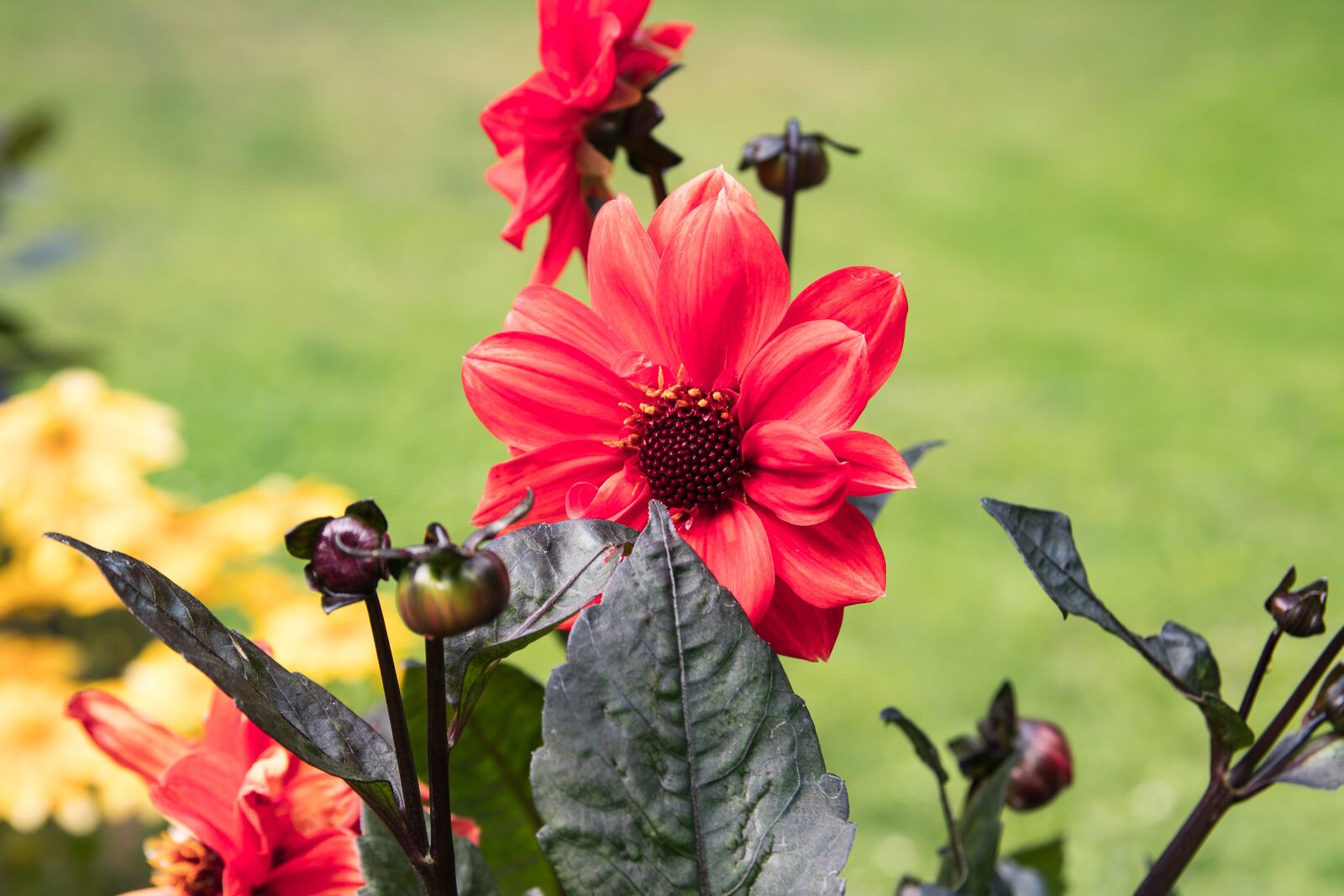 Canon EOS 80D sample photo. Dahlia, flower, plant photography