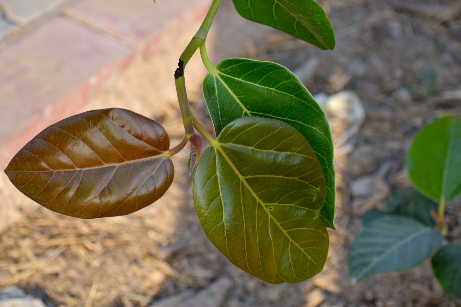 Nikon D5600 sample photo. Three shades of leaf photography