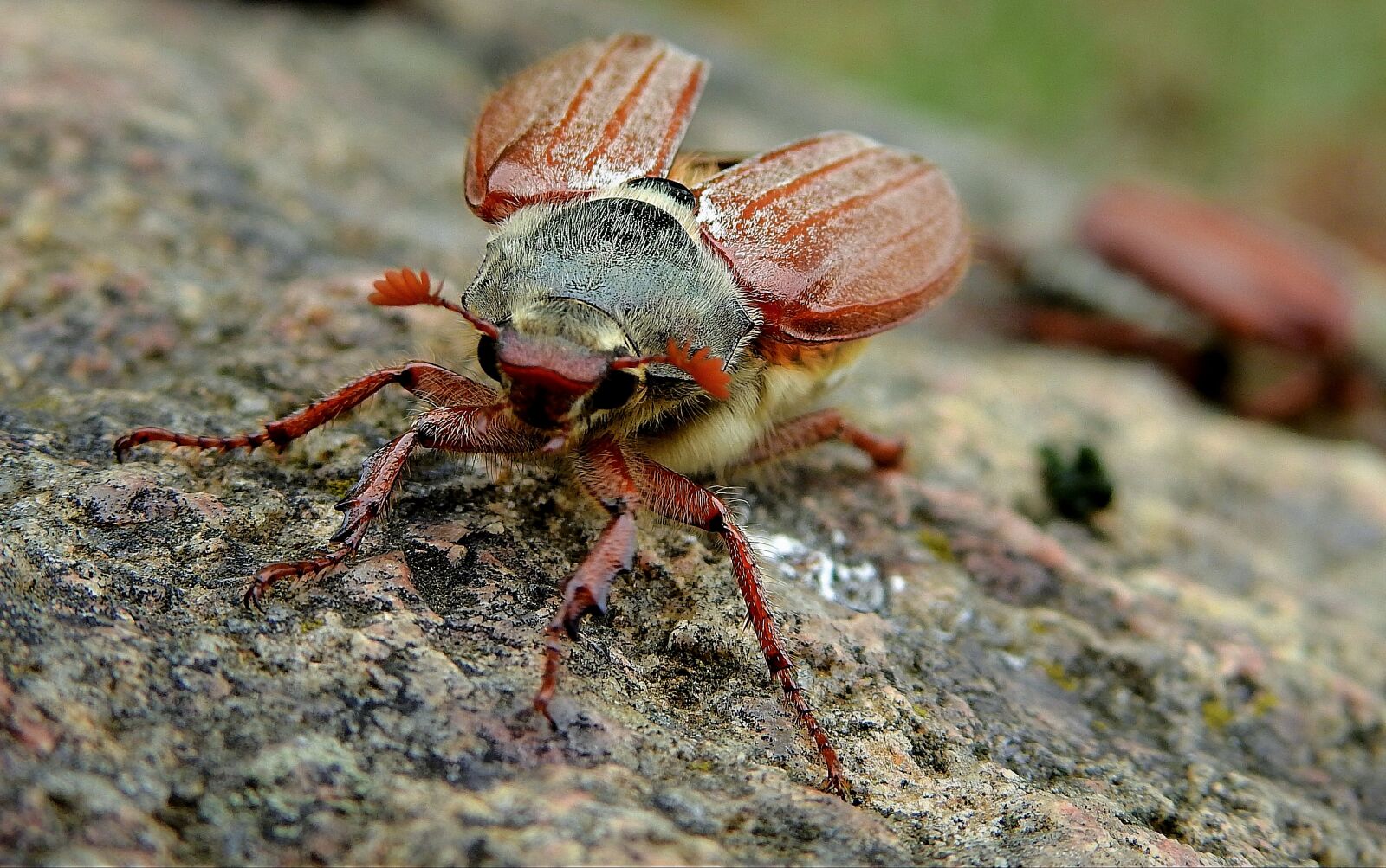 Nikon Coolpix P900 sample photo. Maybug, insect, before the photography