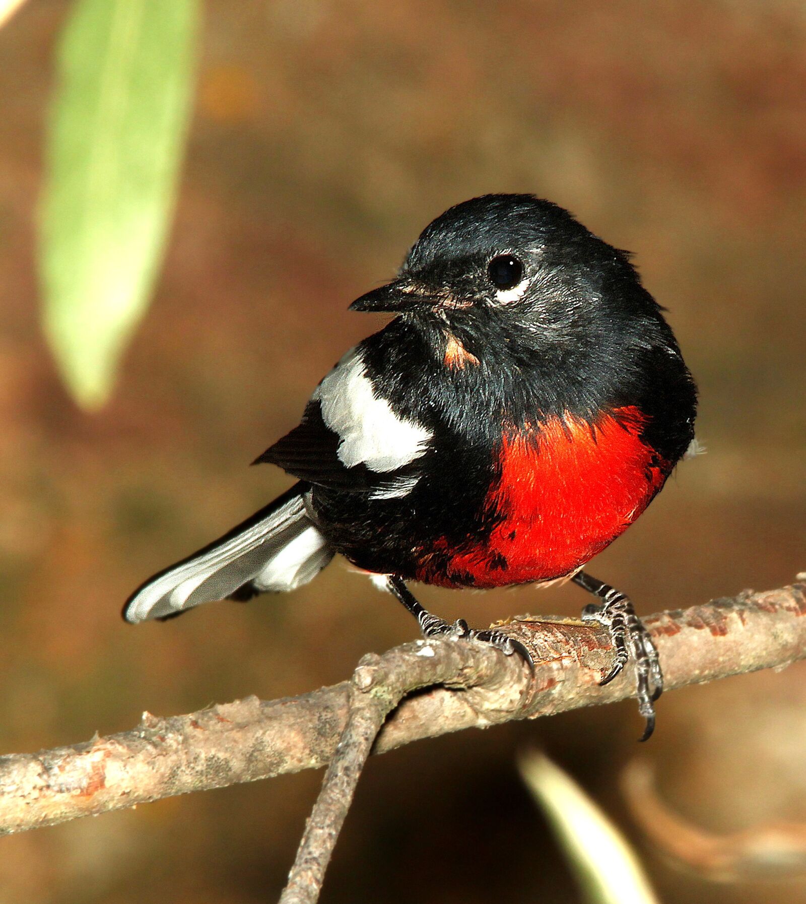 Canon EOS 500D (EOS Rebel T1i / EOS Kiss X3) sample photo. Animal, avian, bird photography