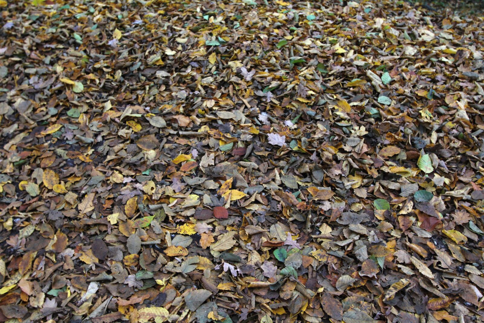 Canon EOS 1200D (EOS Rebel T5 / EOS Kiss X70 / EOS Hi) sample photo. Leaves, hardwood floor, fall photography