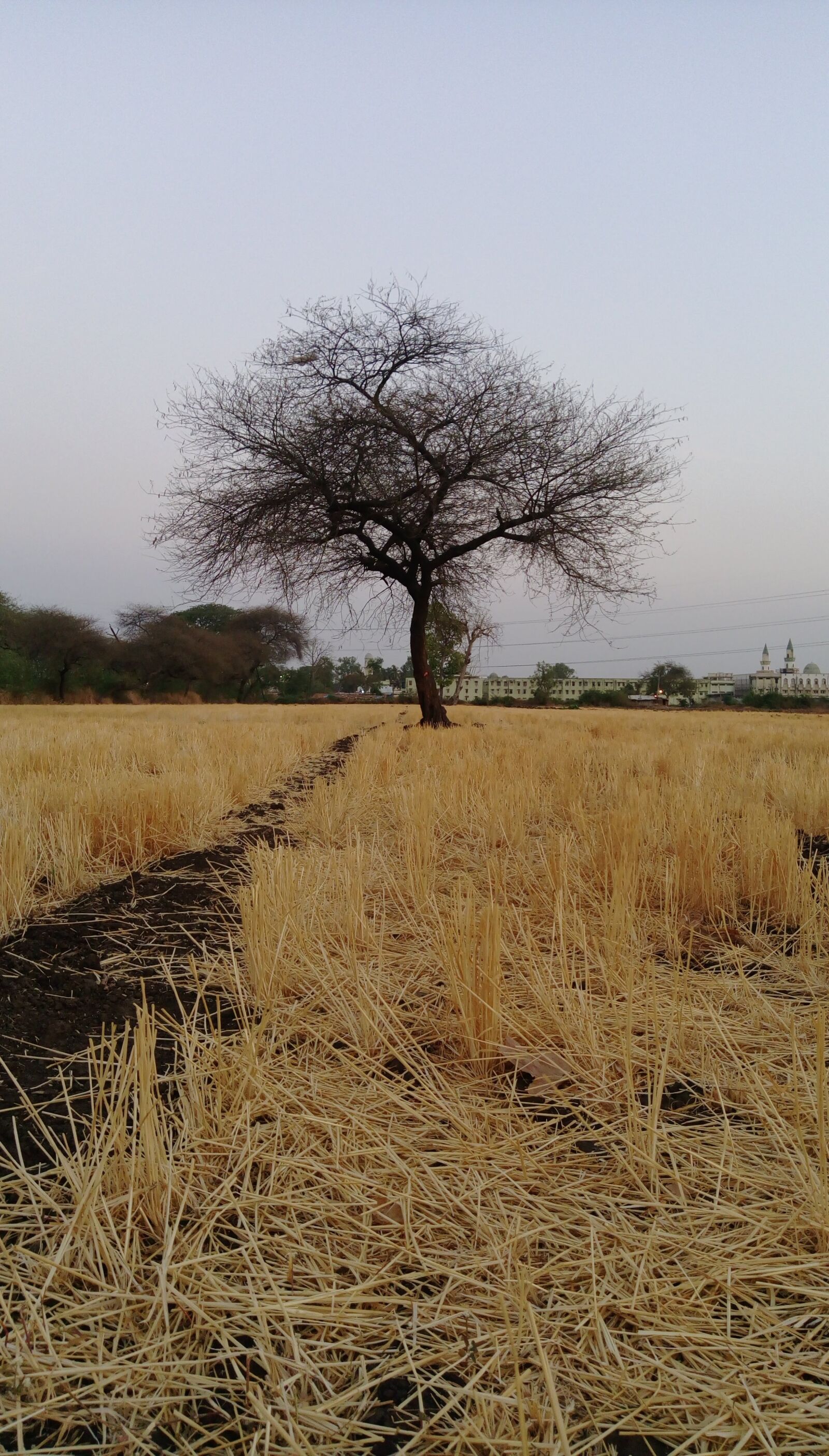 HTC DESIRE 828 DUAL SIM sample photo. Tree, farm, nature photography