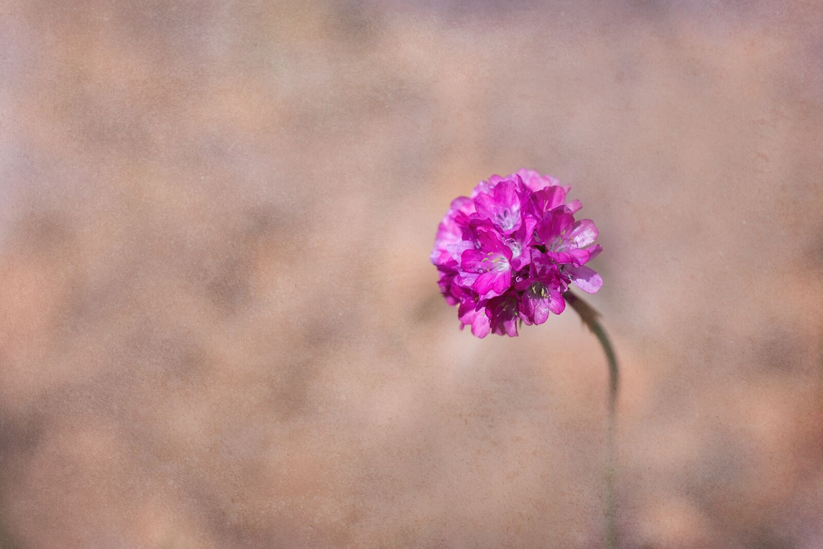 Nikon D750 sample photo. Flower, pink, pink flower photography
