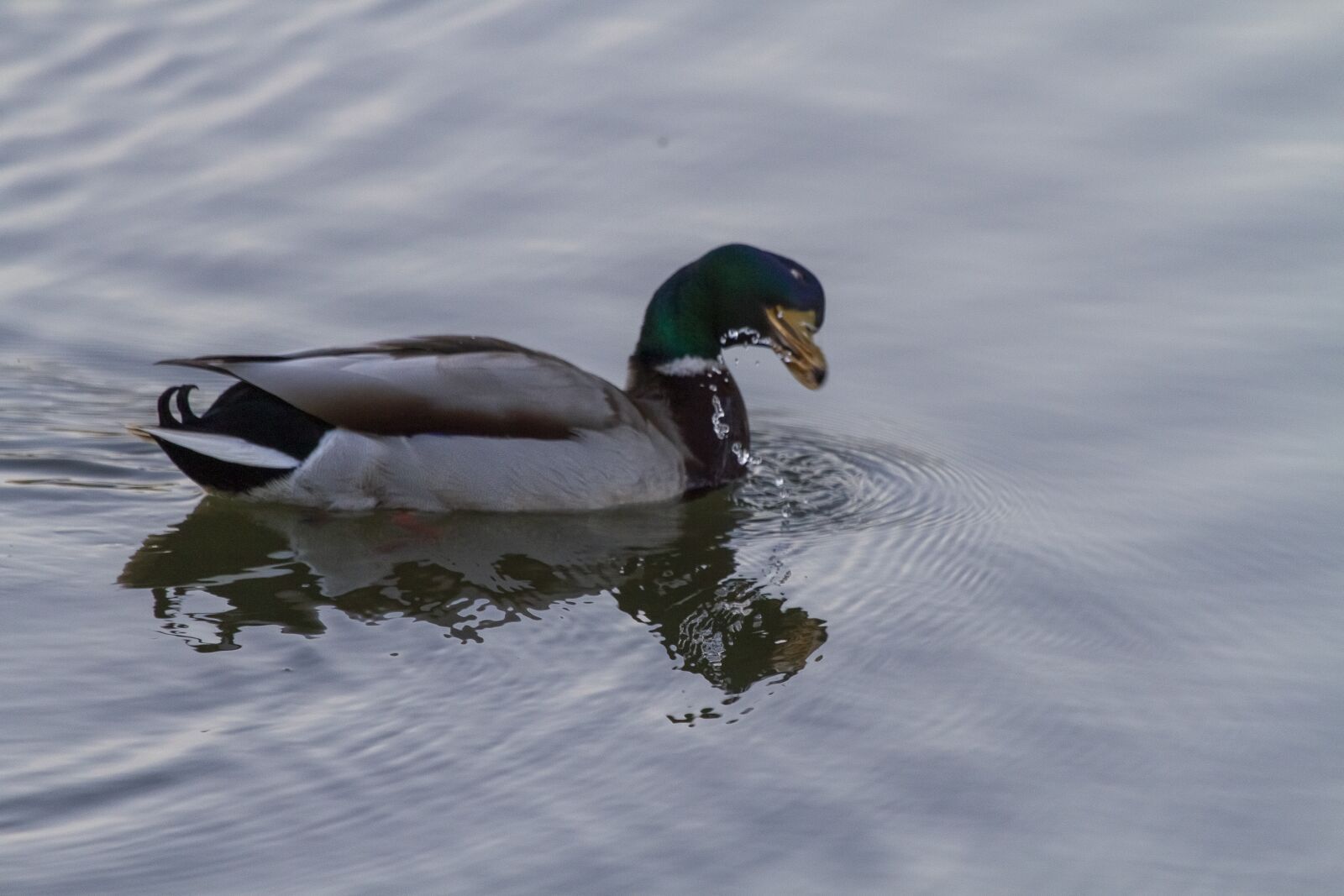 Canon EOS 7D + Canon EF 100-400mm F4.5-5.6L IS USM sample photo. Duck, lake, pond photography