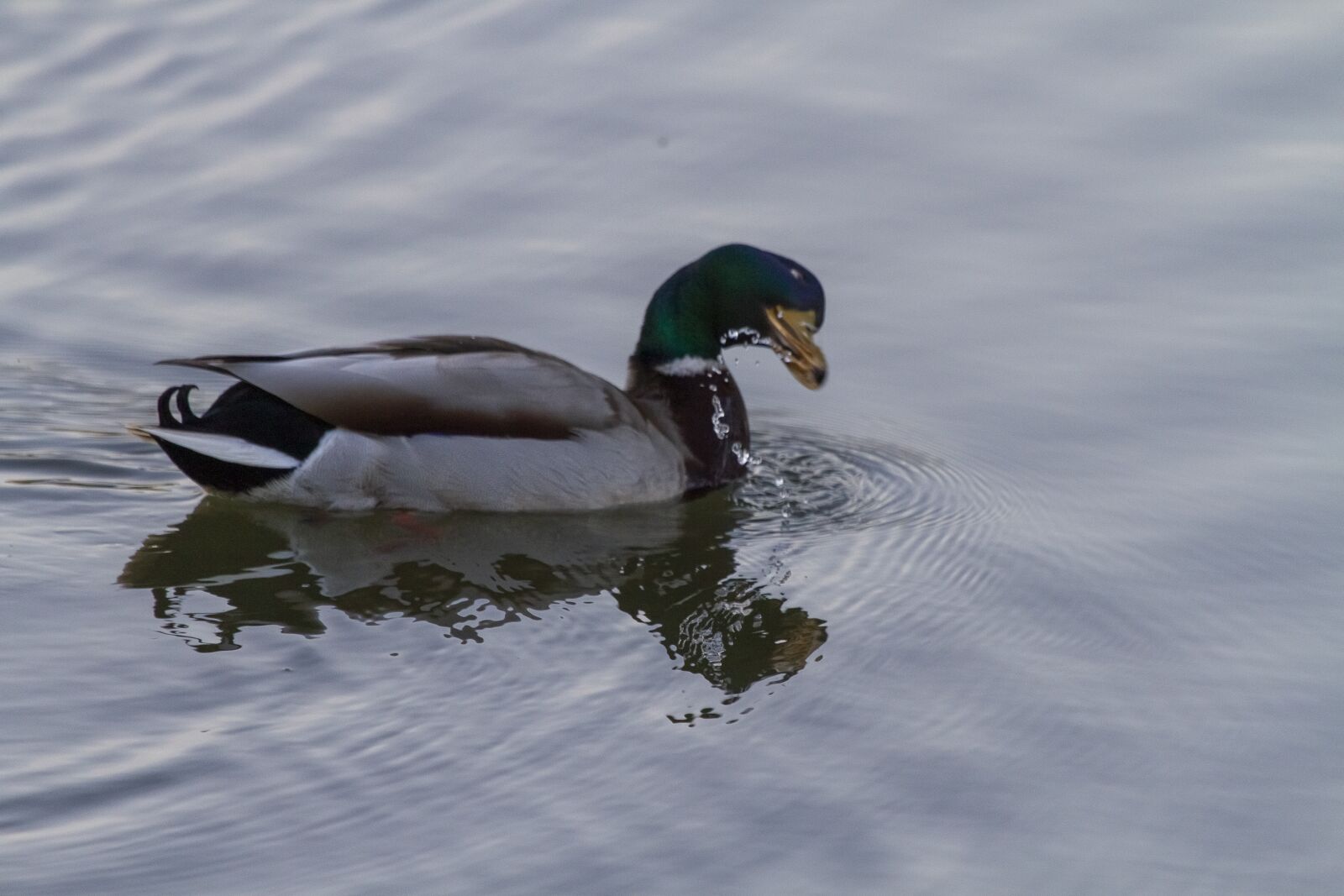 Canon EF 100-400mm F4.5-5.6L IS USM sample photo. Duck, lake, pond photography