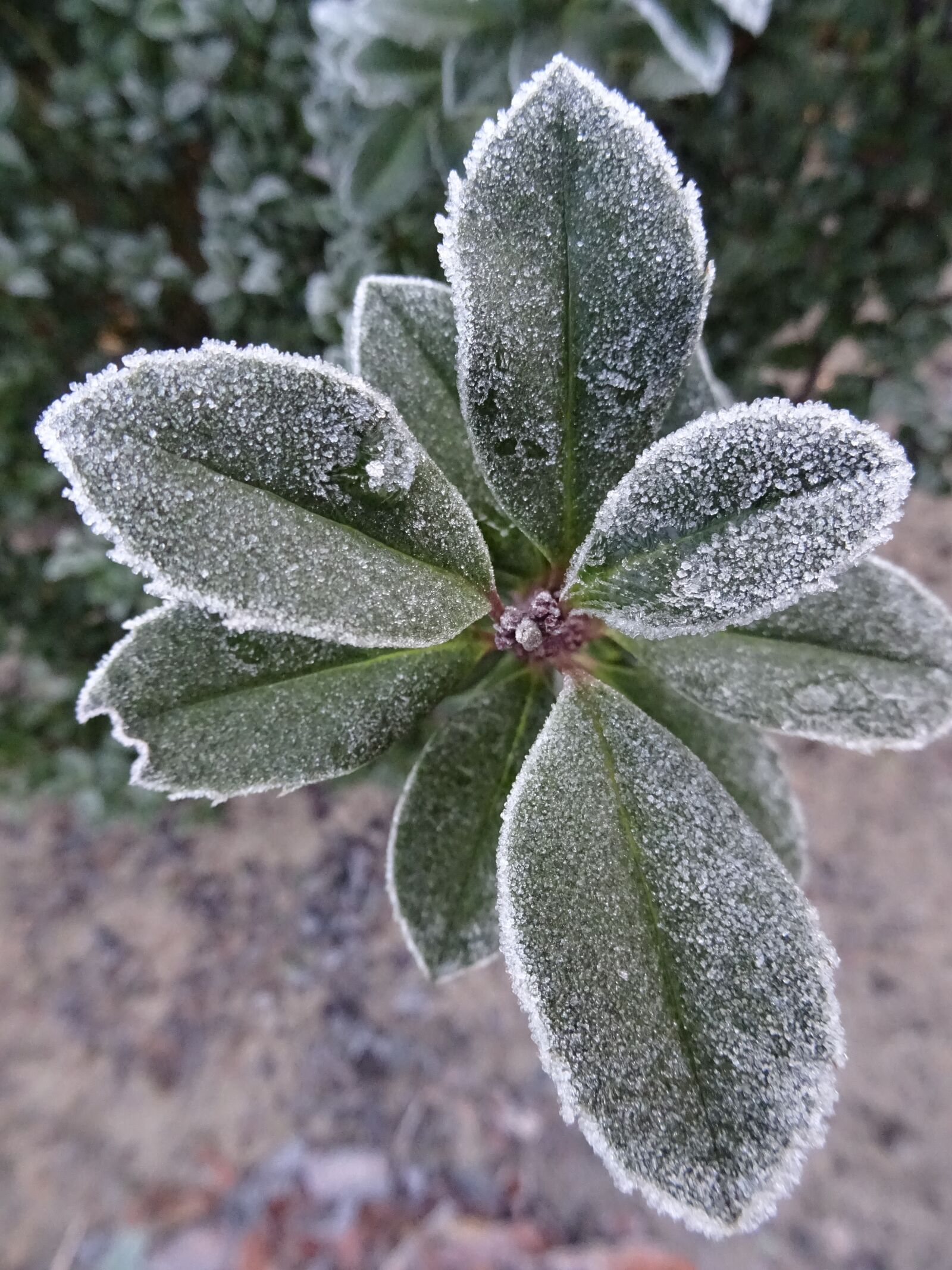 Sony DSC-HX60 sample photo. Frost, winter, nature photography