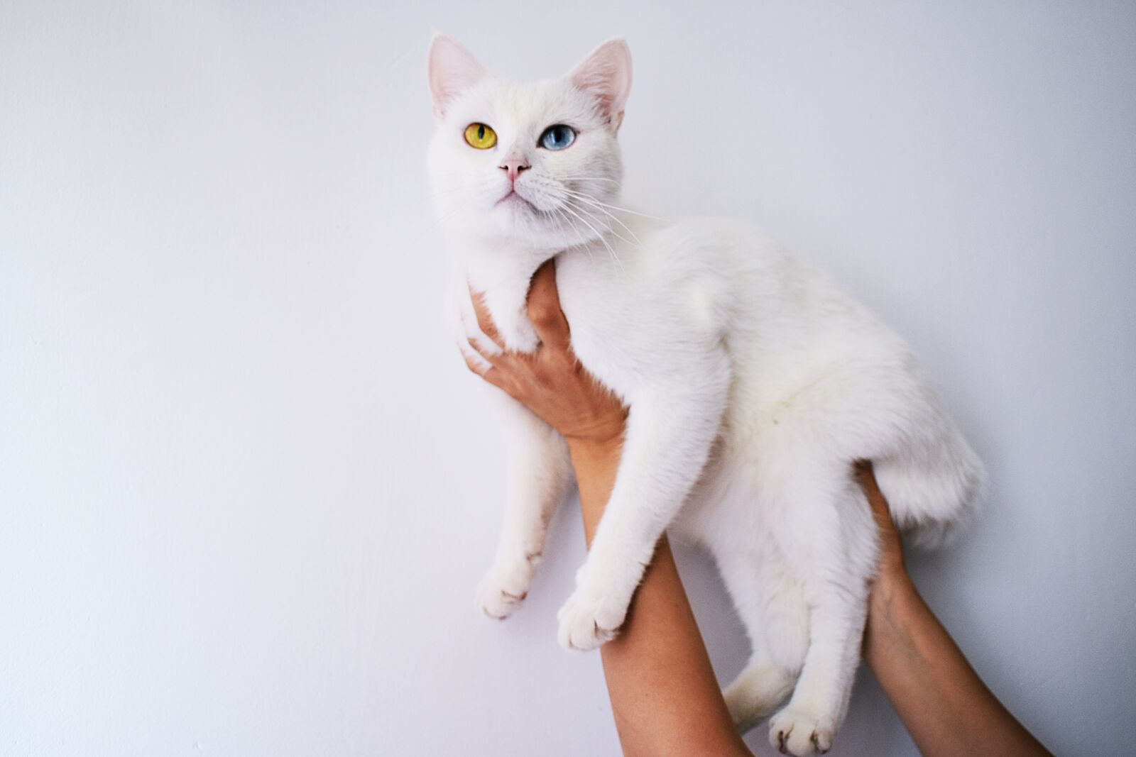 Nikon D3400 sample photo. Cat, white, heterochromia photography