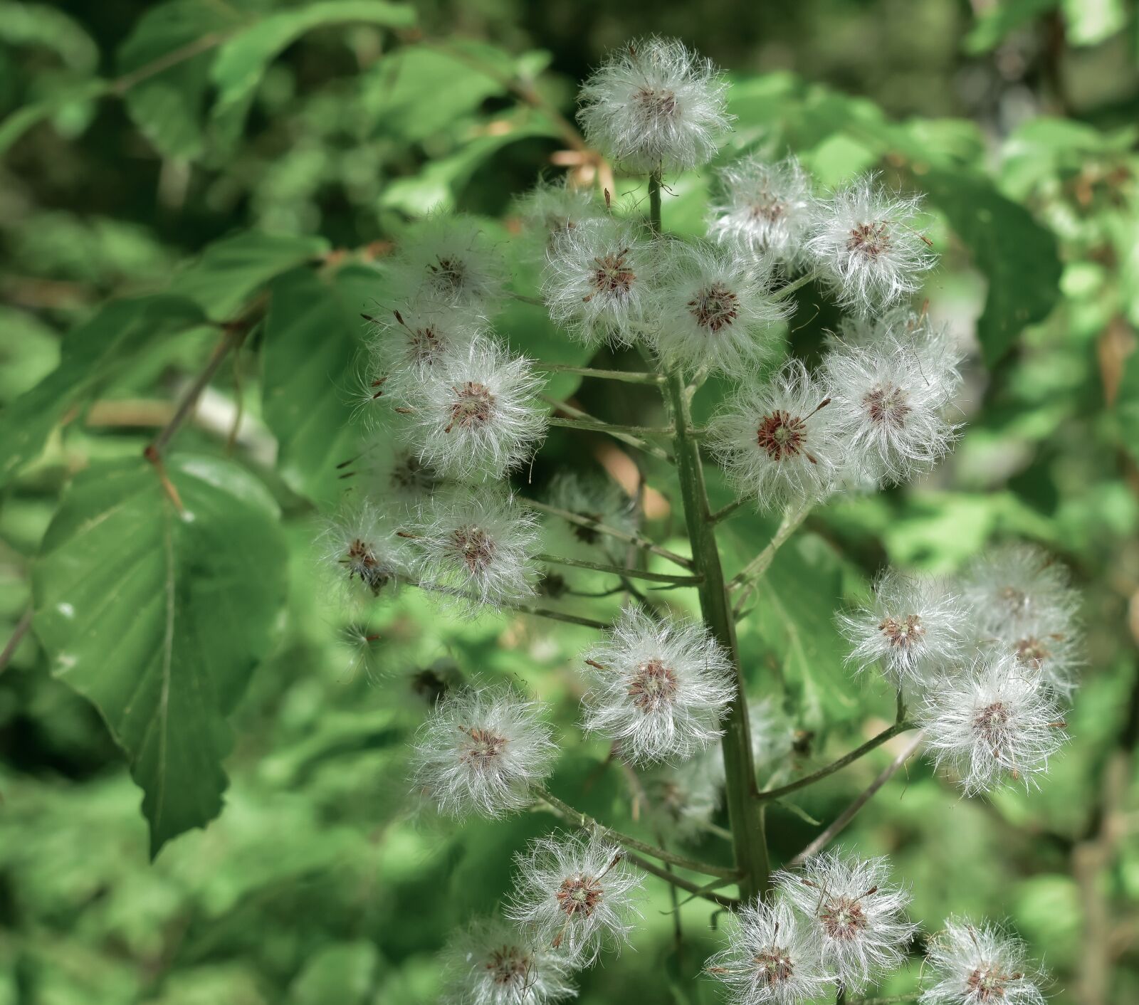 Nikon D3400 sample photo. Summer, flower, spring photography