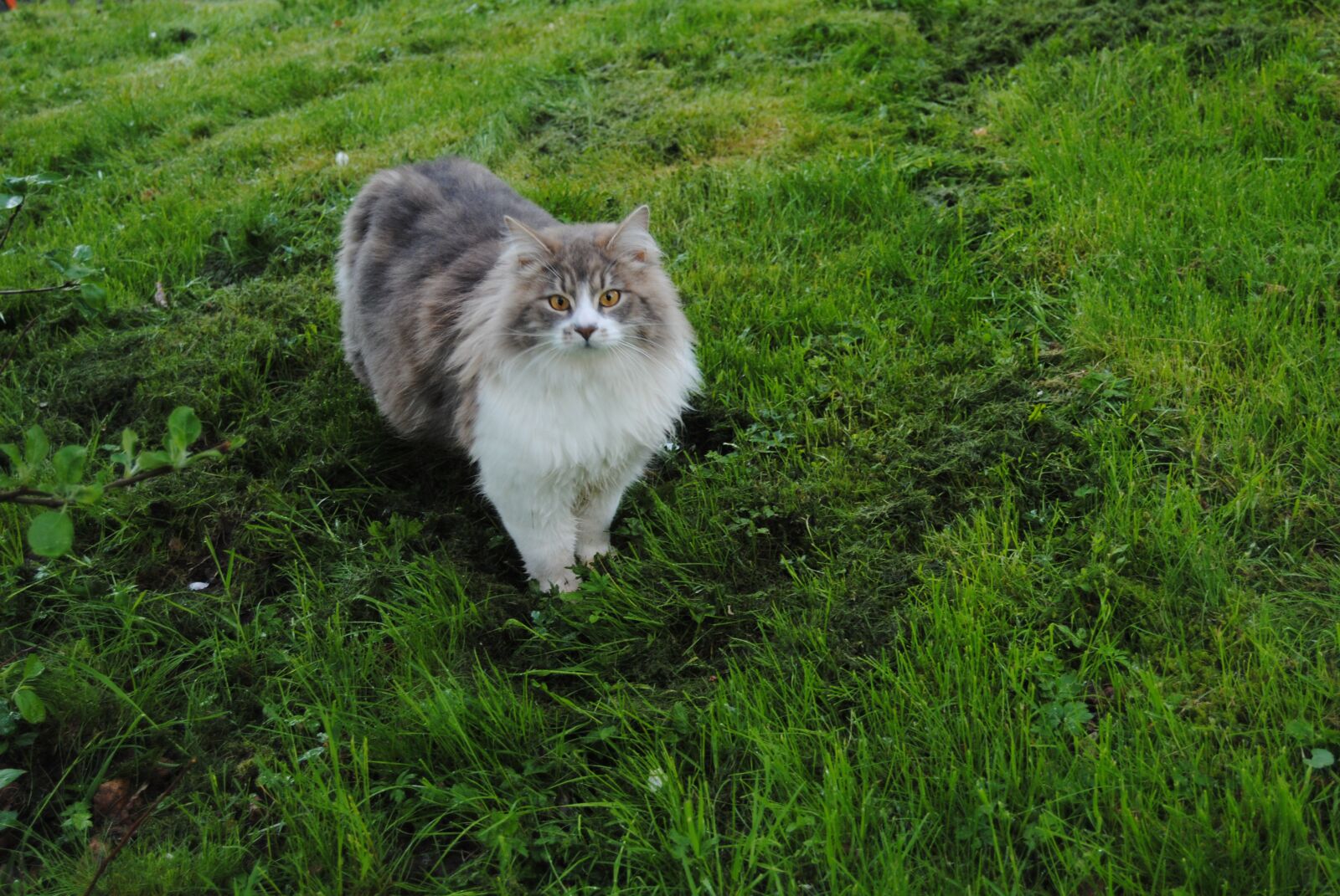 Nikon D3000 sample photo. Cats, pets, sweet photography