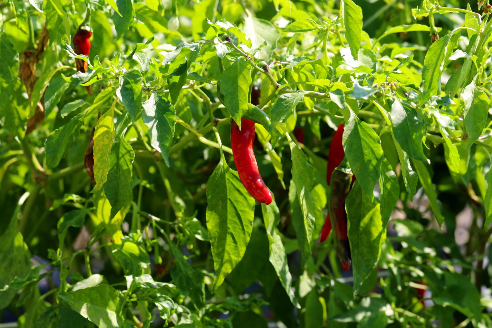 Canon EOS 7D Mark II + Canon EF 100mm F2.8L Macro IS USM sample photo. Pepper, autumn, kim jang photography