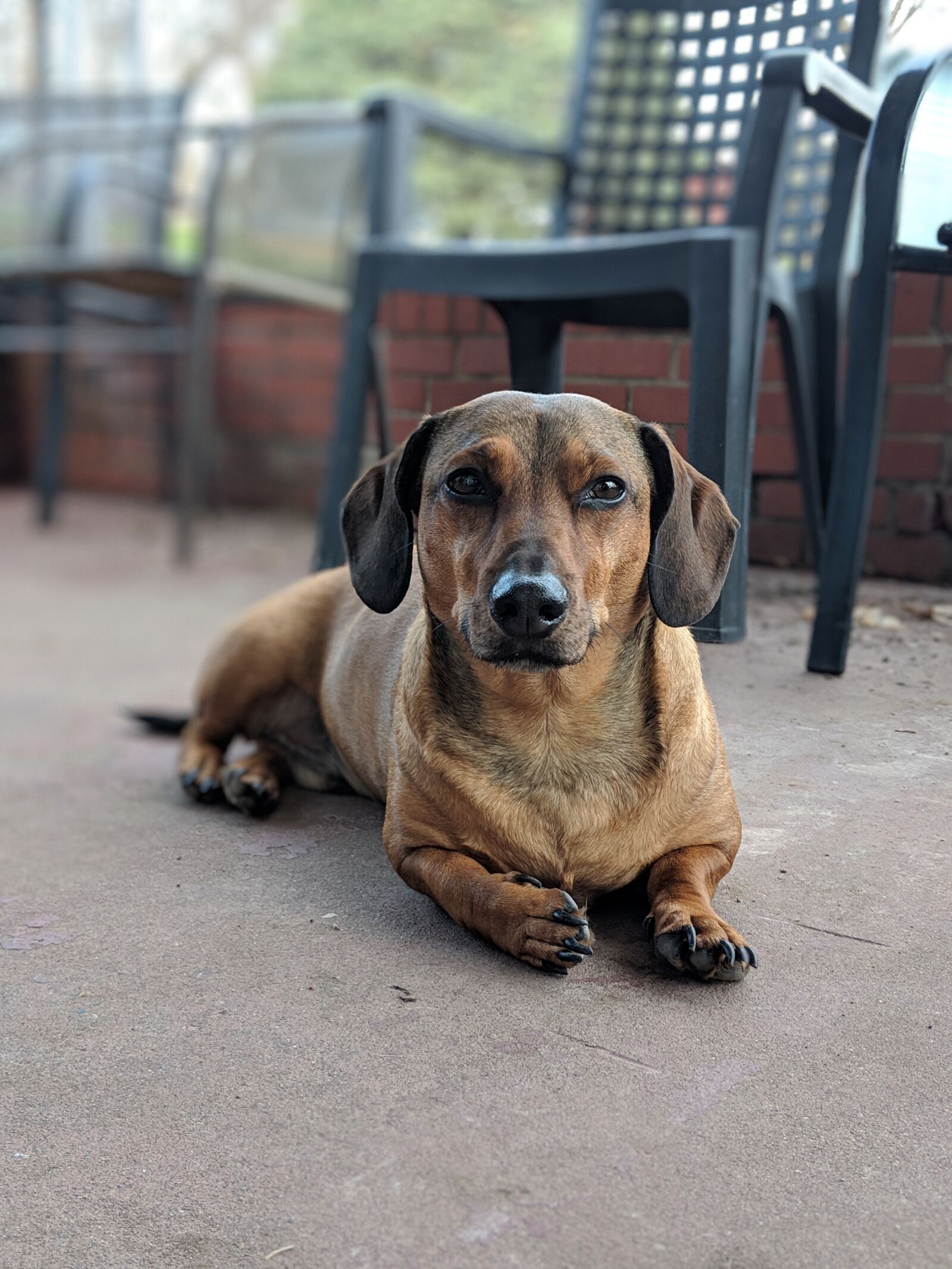 Google Pixel 2 sample photo. Dachshund, dog, canine photography