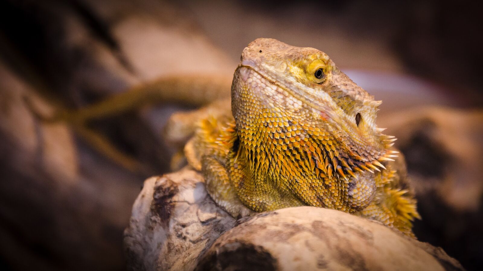 Nikon D5100 sample photo. Nature, animal world, animal photography