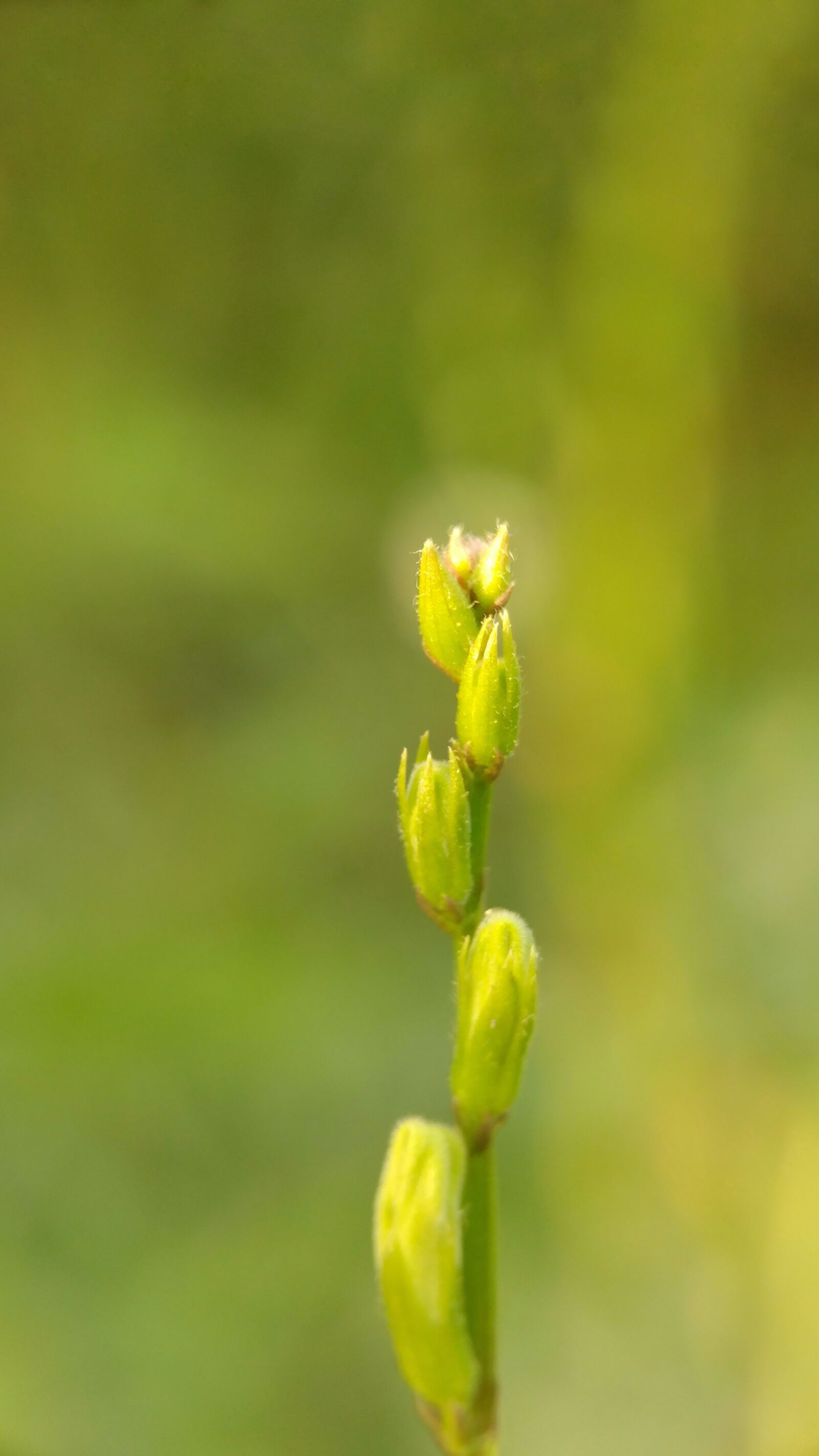 LG G5 sample photo. Flower, macro, blur photography