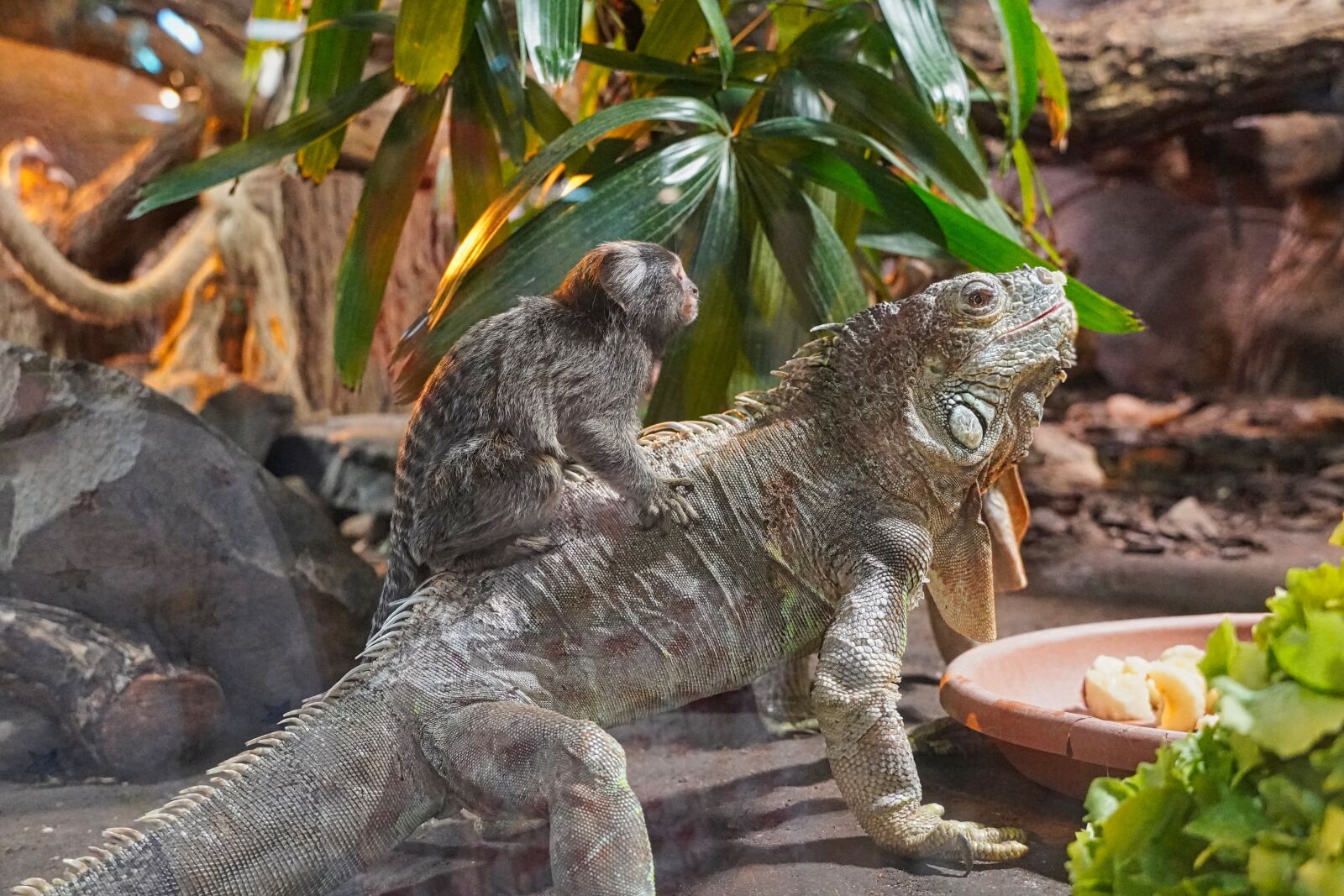 Sony a6400 sample photo. Monkey, iguana, reptile photography